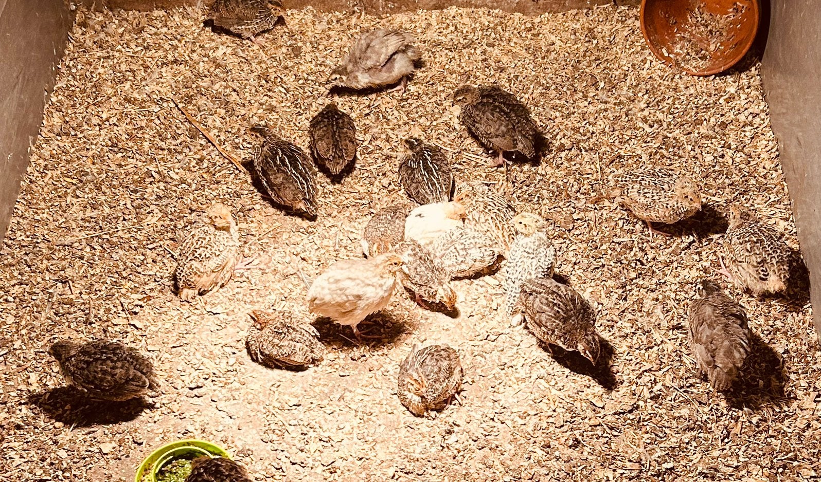 9 Japanse kwartelkuikens, Meerdere dieren, Overige soorten