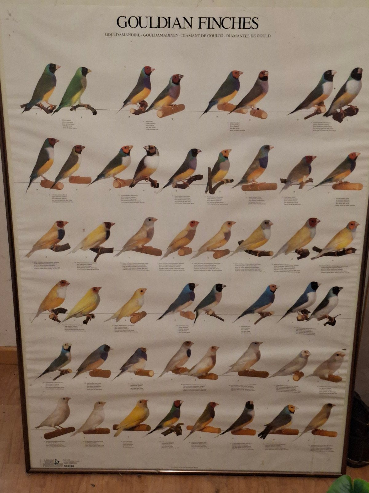 goulamindine poster, Dieren en Toebehoren, Mannelijk