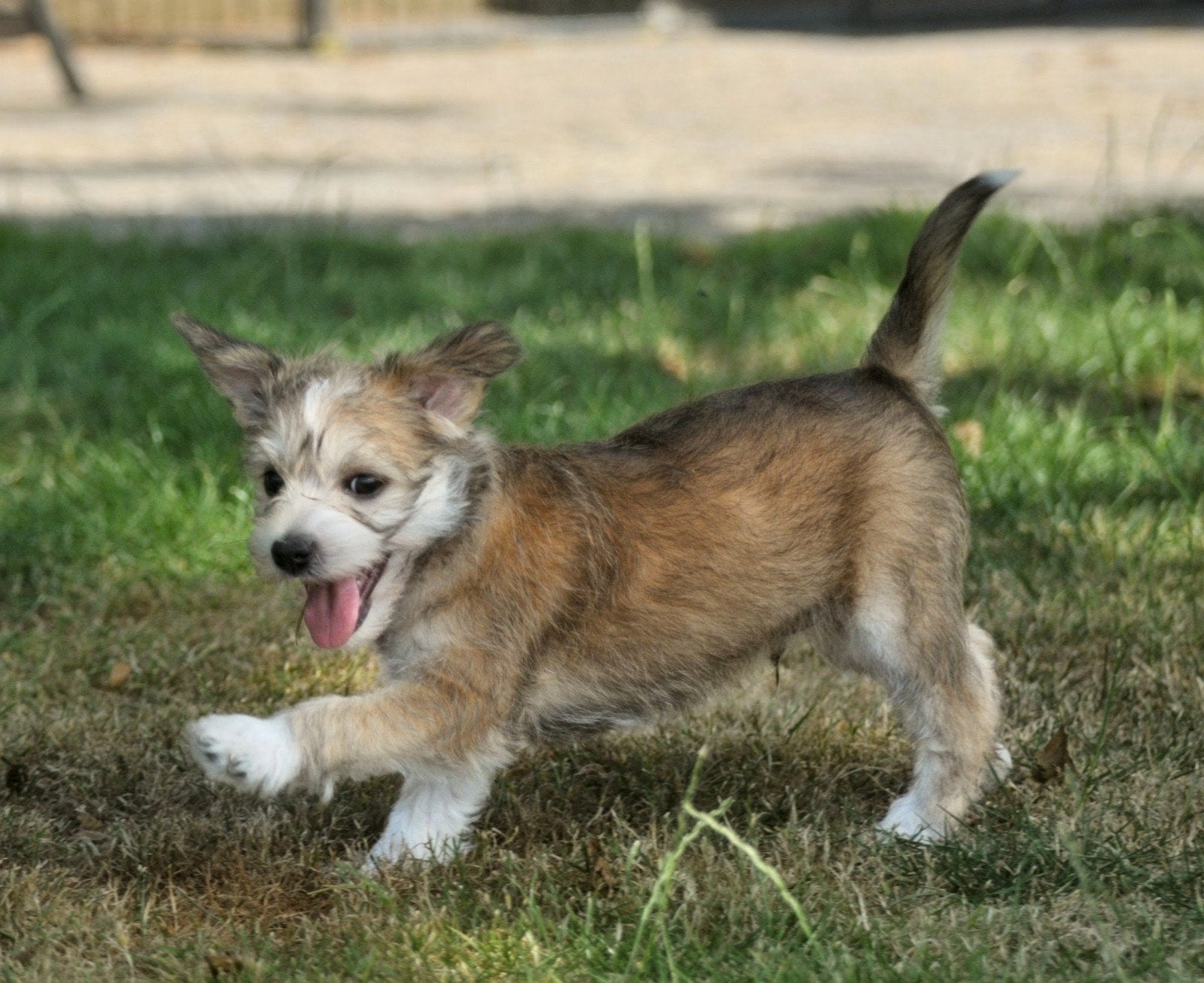 Eddie, kruising terriër, Dieren en Toebehoren, Honden | Niet-rashonden, Reu, 8 tot 15 weken, Eén hond, Klein