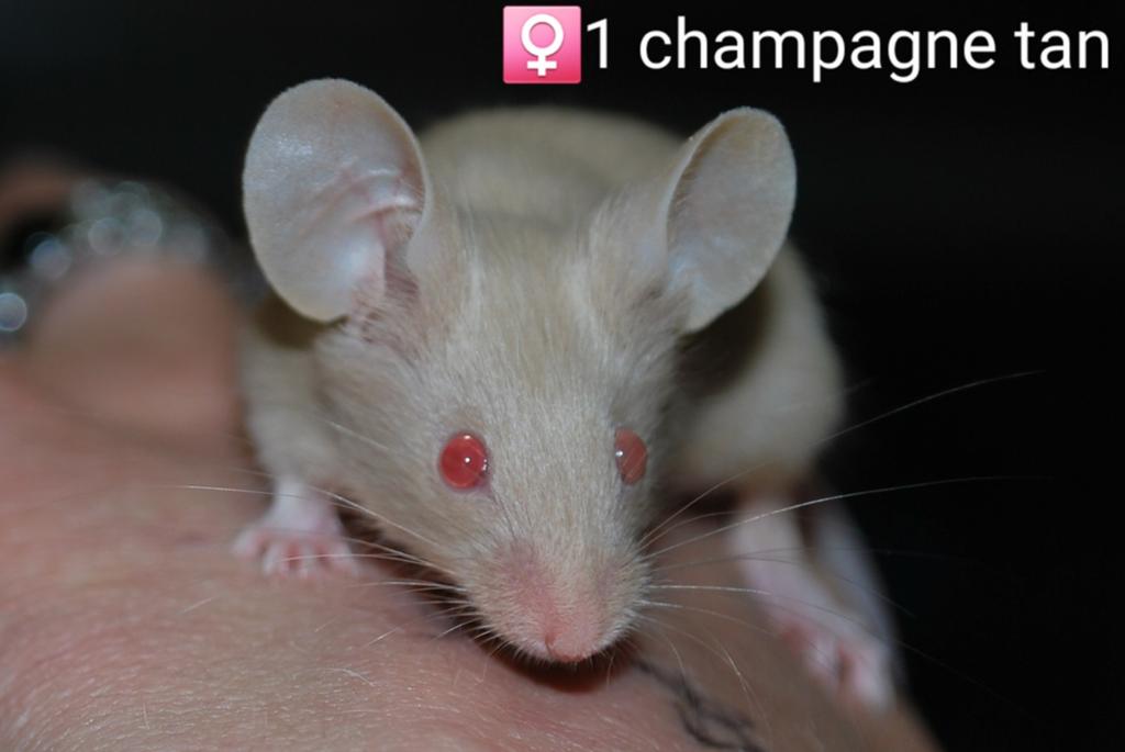 Kleurmuizen champagne choco lilac tan, April, Muis, Vrouwelijk, Tam