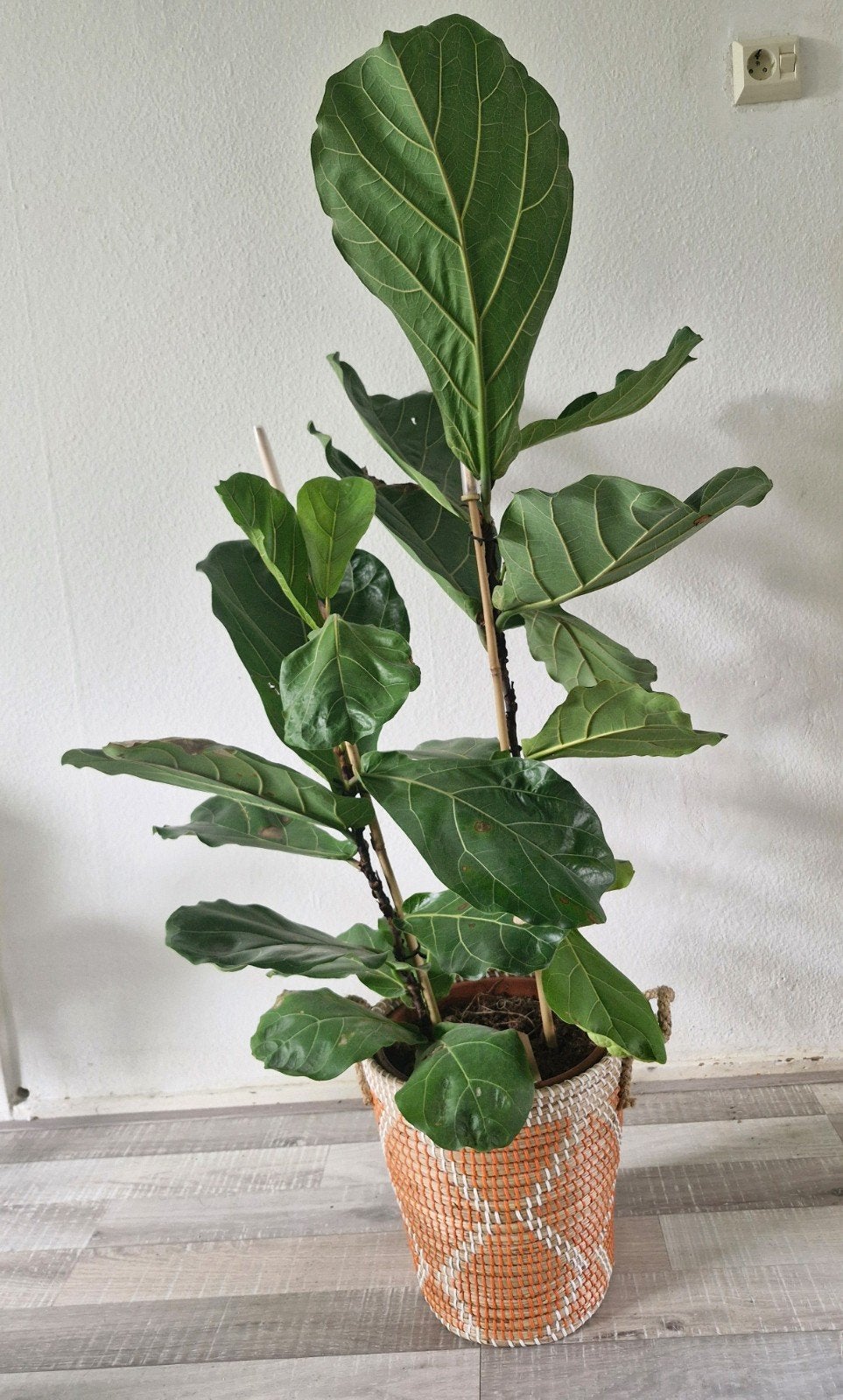 Ficus Lyrata excl pot, Huis en Inrichting, Kamerplanten, Ophalen, Ficus, Halfschaduw, 150 tot 200 cm