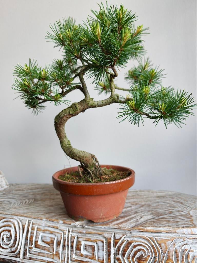 Pinus Parviflora bonsai, Bloeit niet, Halfschaduw, Minder dan 100 cm, Overige soorten
