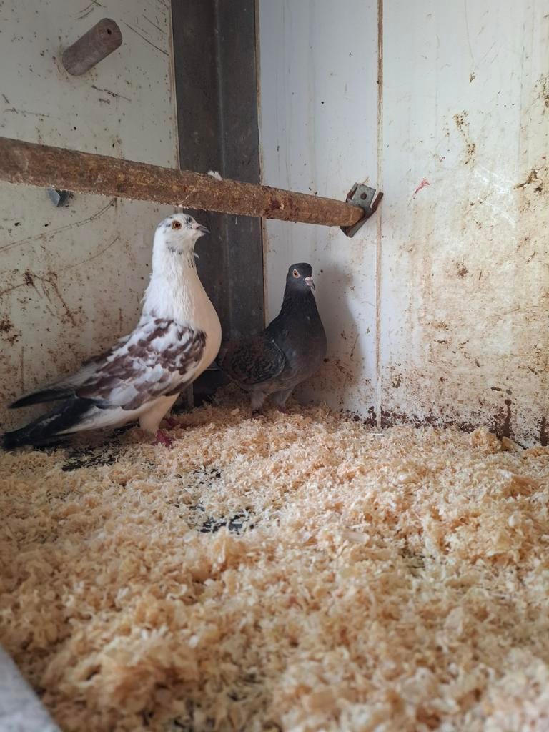 Koppel sierduiven, Meerdere dieren