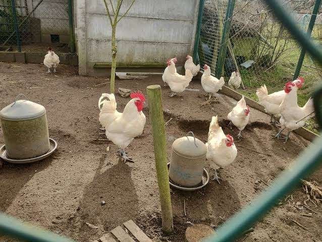 Poule de Bresse kippen, Meerdere dieren, Kip