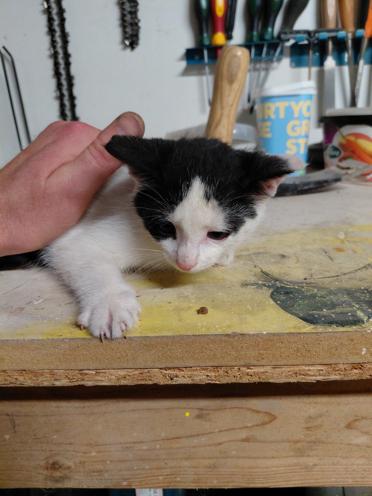 Boerderij kittens, Dieren en Toebehoren, Meerdere dieren, 0 tot 2 jaar