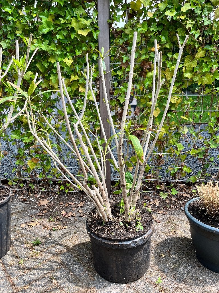 Witte Oleander | Ca. 110 cm Hoog | In kweekpot, Volle zon, Vaste plant, Zomer, Ophalen
