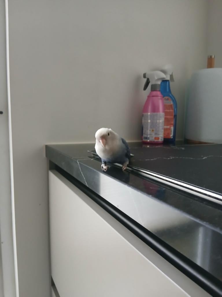 Agarponis, Ophalen of Verzenden, Zo goed als nieuw, Vogelkooi