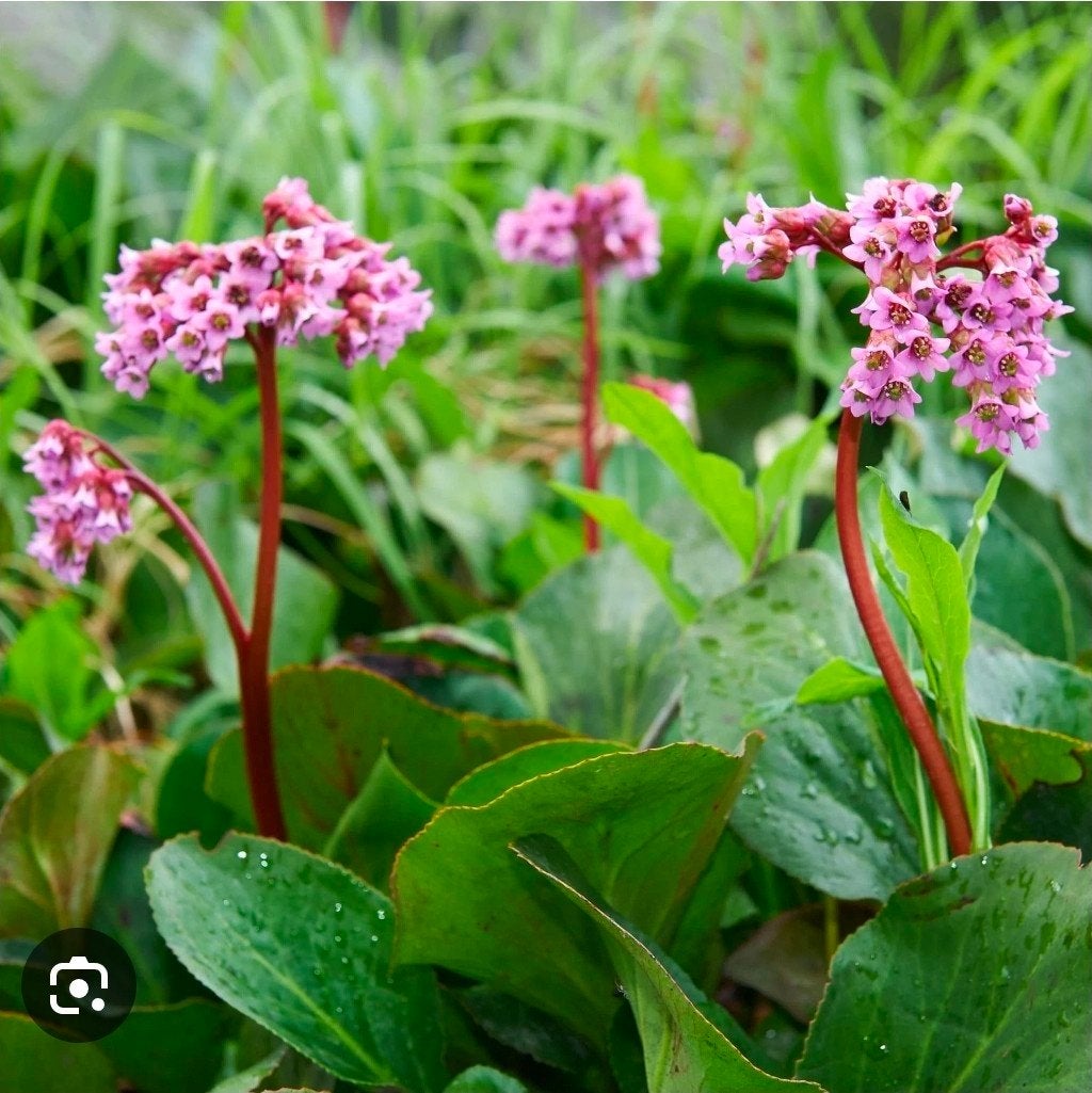 Schoenlappersplant, Tuin en Terras, Planten | Tuinplanten, Ophalen of Verzenden, Volle zon