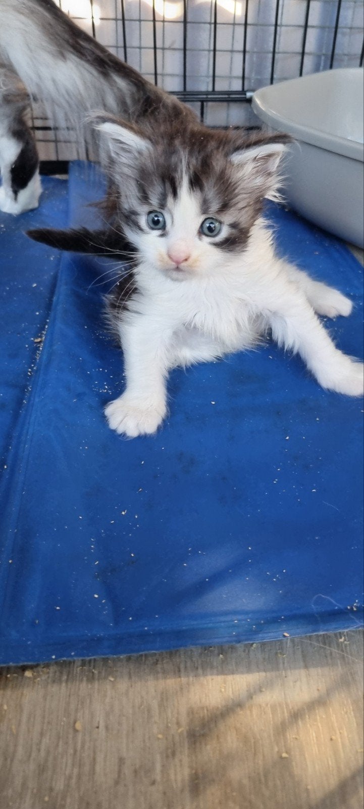 Te koop mooie Maine Coon katertjes., Dieren en Toebehoren, Kater, Ontwormd
