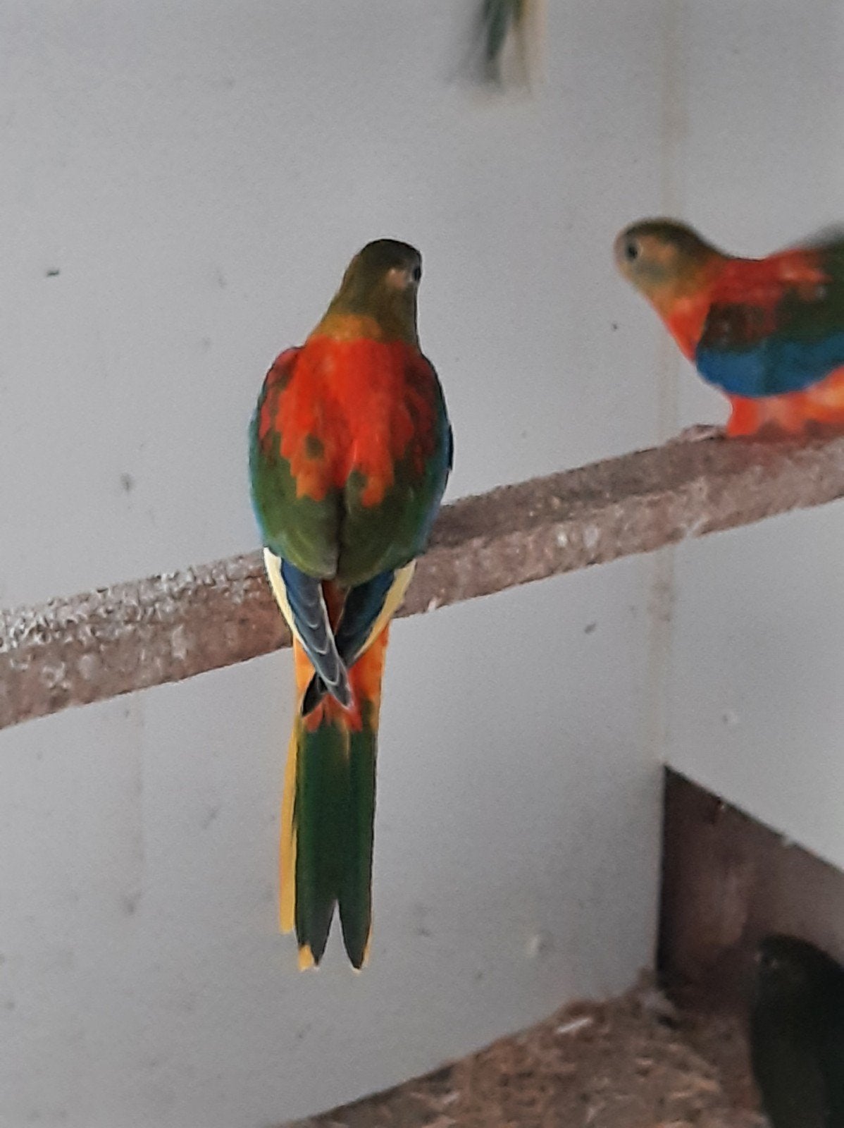 turquoisine, Meerdere dieren, Parkiet, Geringd
