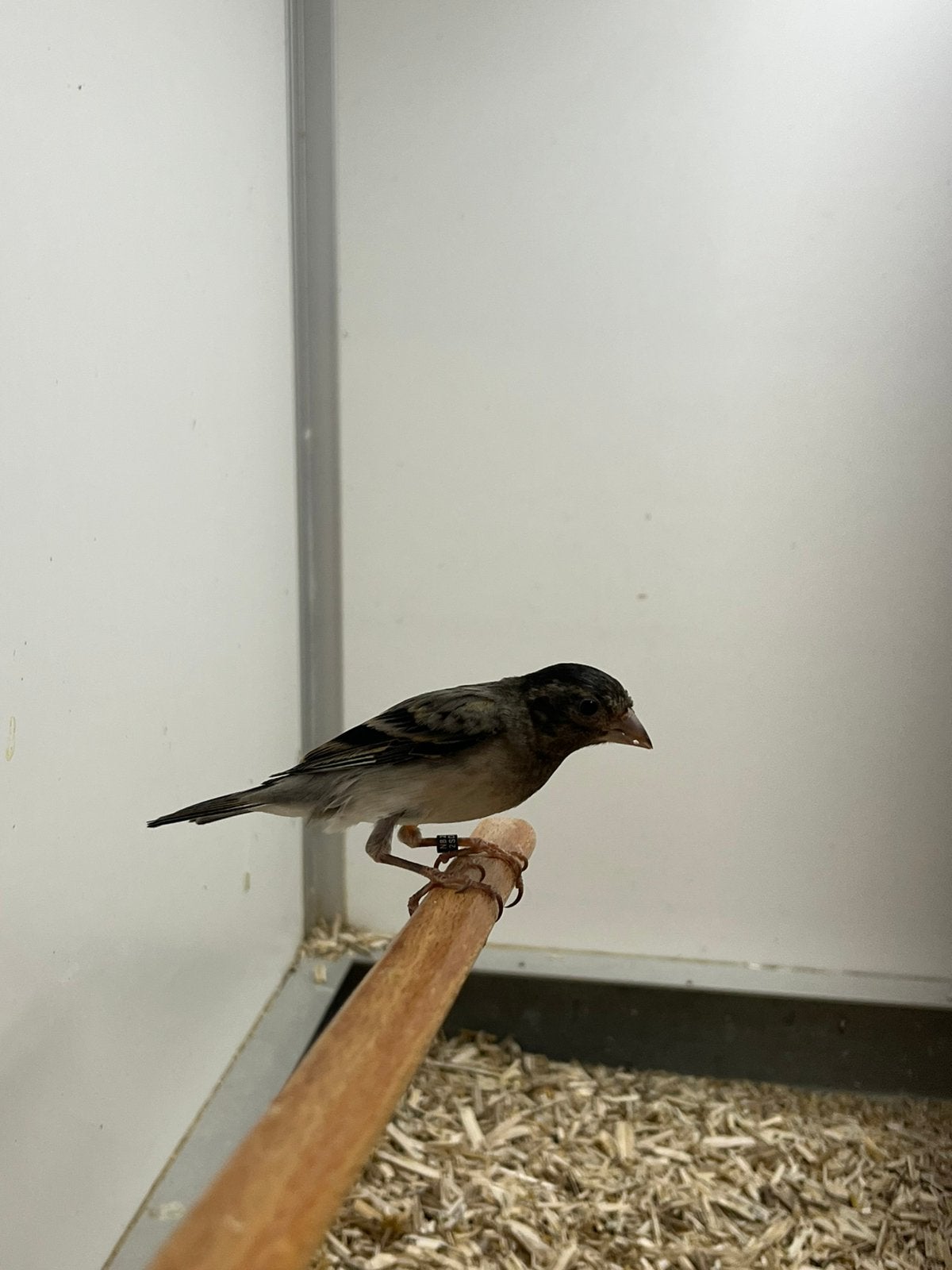 1-0 Bastaard F1 Raza Kanarie X Kapoetsensijs, Mannelijk, Wildzangvogel, Geringd