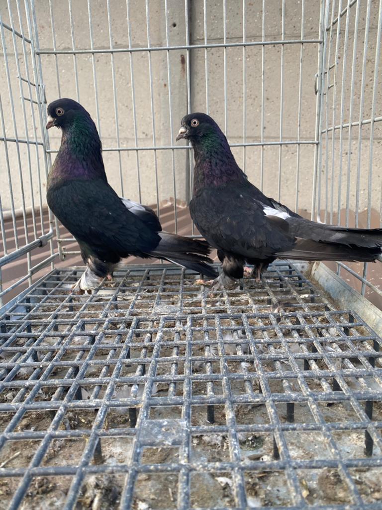 Takla restasi, Dieren en Toebehoren, Vogels | Duiven, Meerdere dieren, Postduif