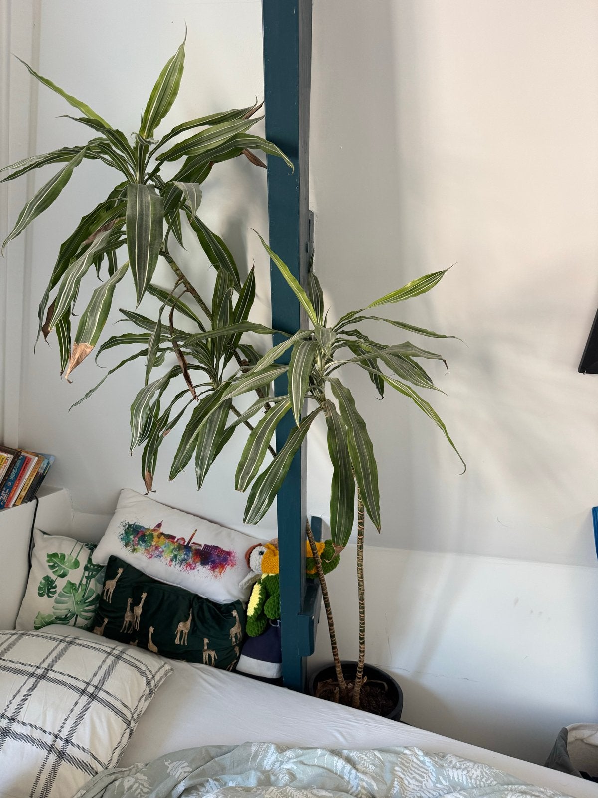 Planten inclusief potten, Huis en Inrichting, Kamerplanten, 100 tot 150 cm, Overige soorten, In pot, Groene kamerplant