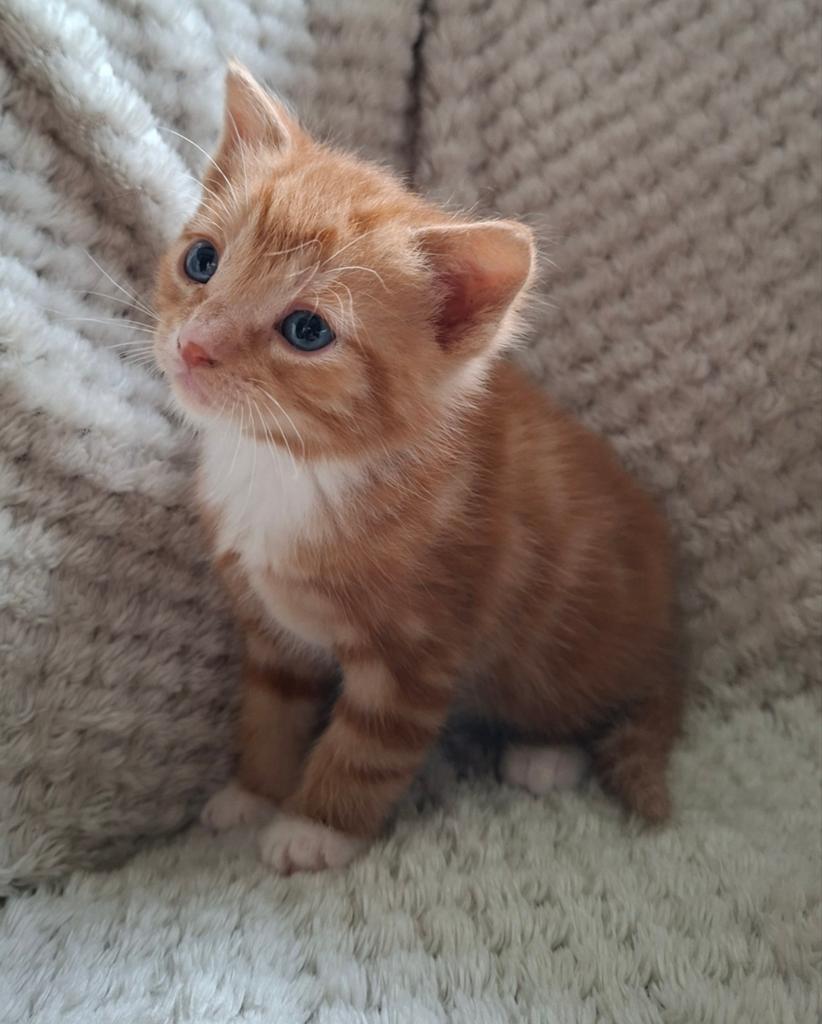Lieve, speelse kittens (rood en lapjes), Meerdere dieren, Ontwormd, 0 tot 2 jaar