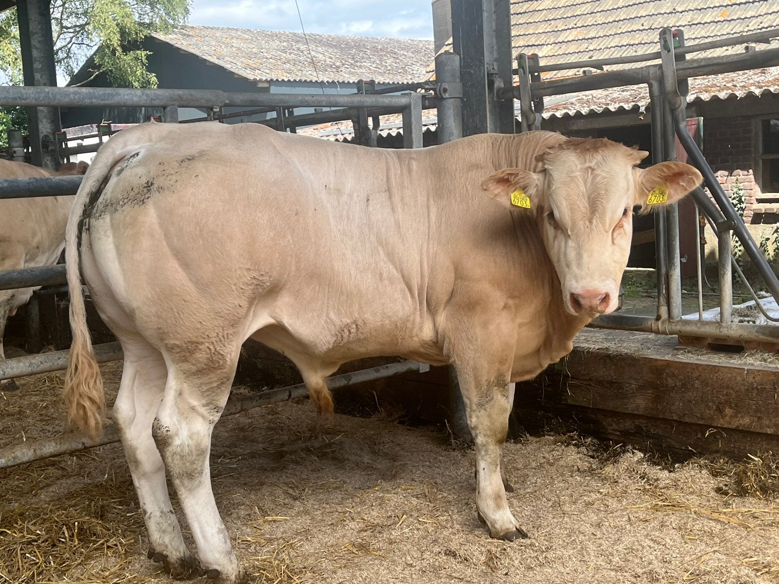 Te koop blonde aquitaine stiertje., Dieren en Toebehoren, Runderen, Vrouwelijk