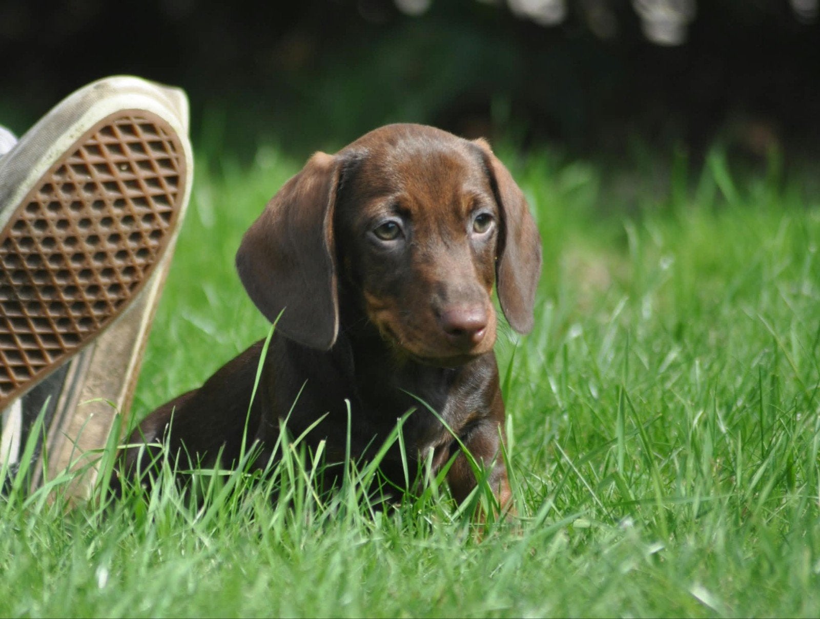 prachtige ruwhaar dwergteckel pups uit geteste ouders, Parvo, 8 tot 15 weken, Dwerg, Meerdere