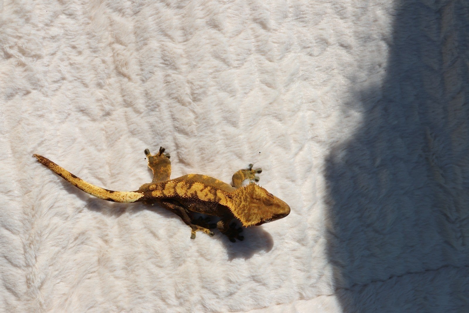 Jonge wimpergekko man, Dieren en Toebehoren, Hagedis, Tam, 0 tot 2 jaar