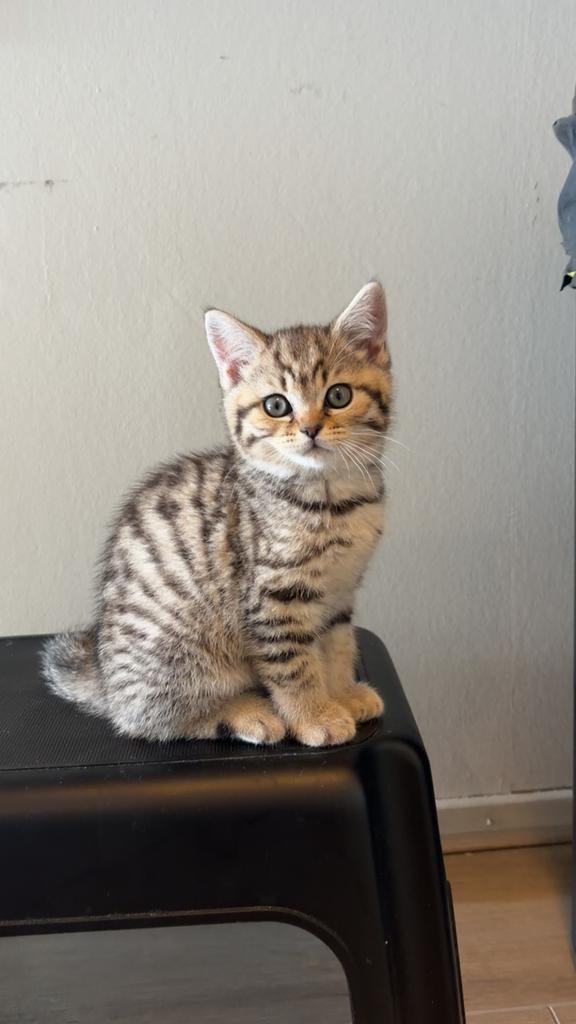 Britse korthaar, Dieren en Toebehoren, Katten en Kittens | Raskatten | Korthaar, Poes, Ontwormd, 0 tot 2 jaar