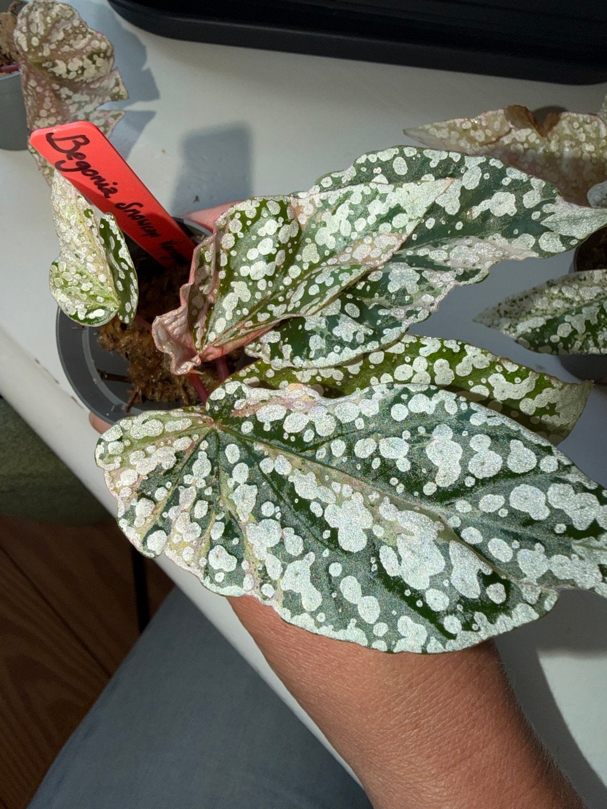 Begonia Snowcap variegated, Ophalen of Verzenden, Halfschaduw, Minder dan 100 cm