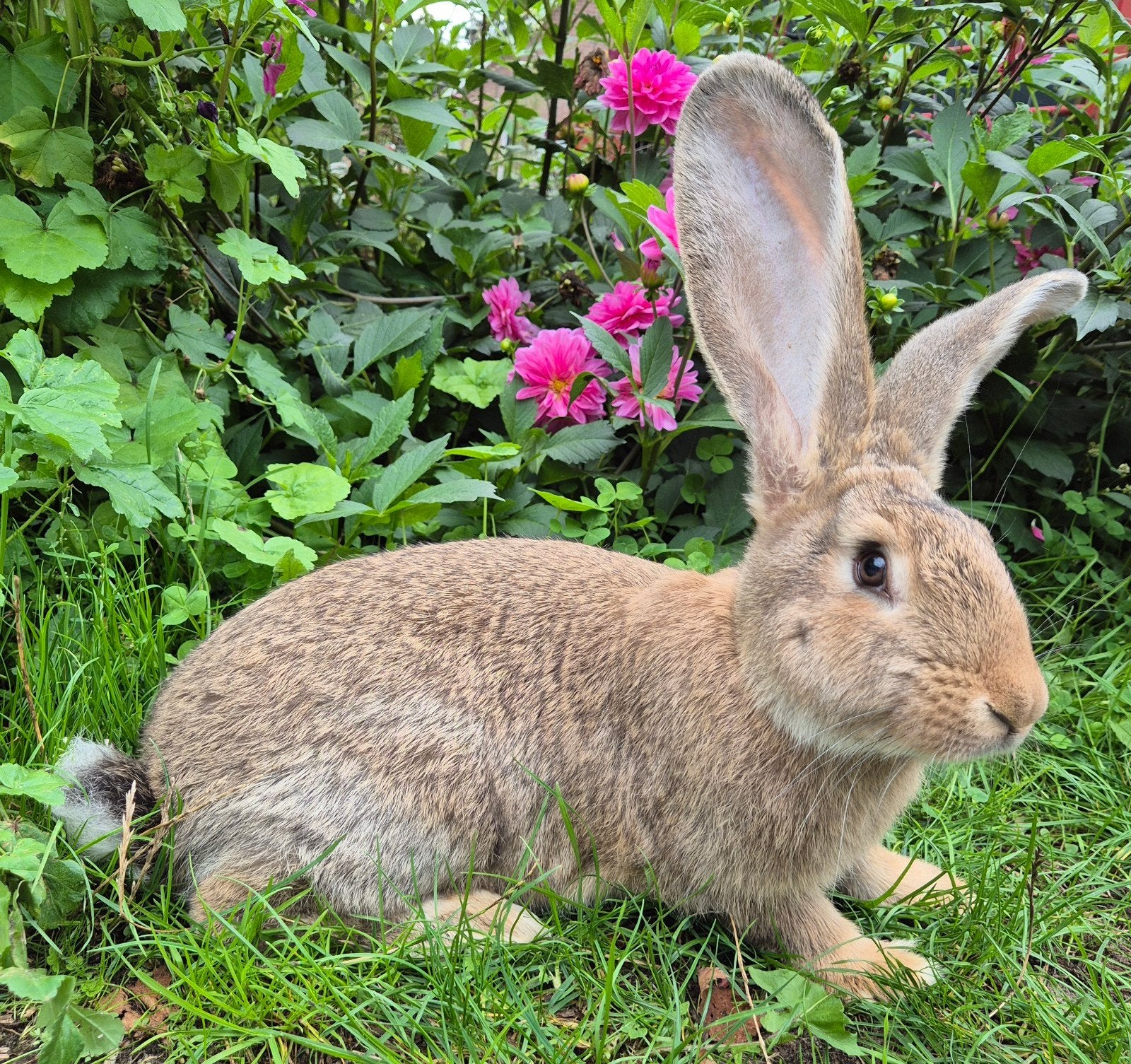 Duitse reus ram, gecastreerd, gevaccineerd, OUDERS GROOT!, Dieren en Toebehoren, Mannelijk, Groot, 0 tot 2 jaar