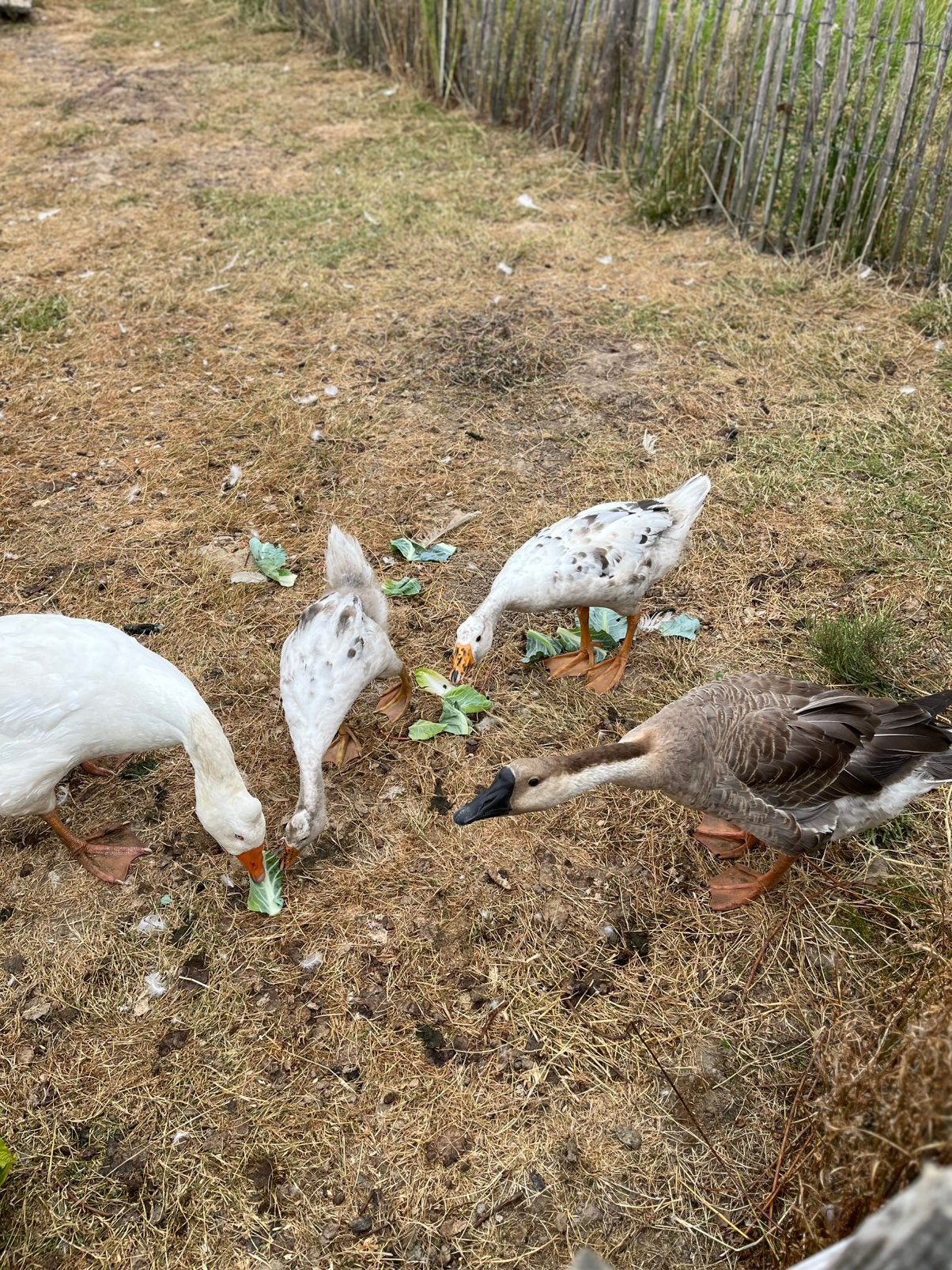 Witte boeren gans gevlekt, Mannelijk, Eend