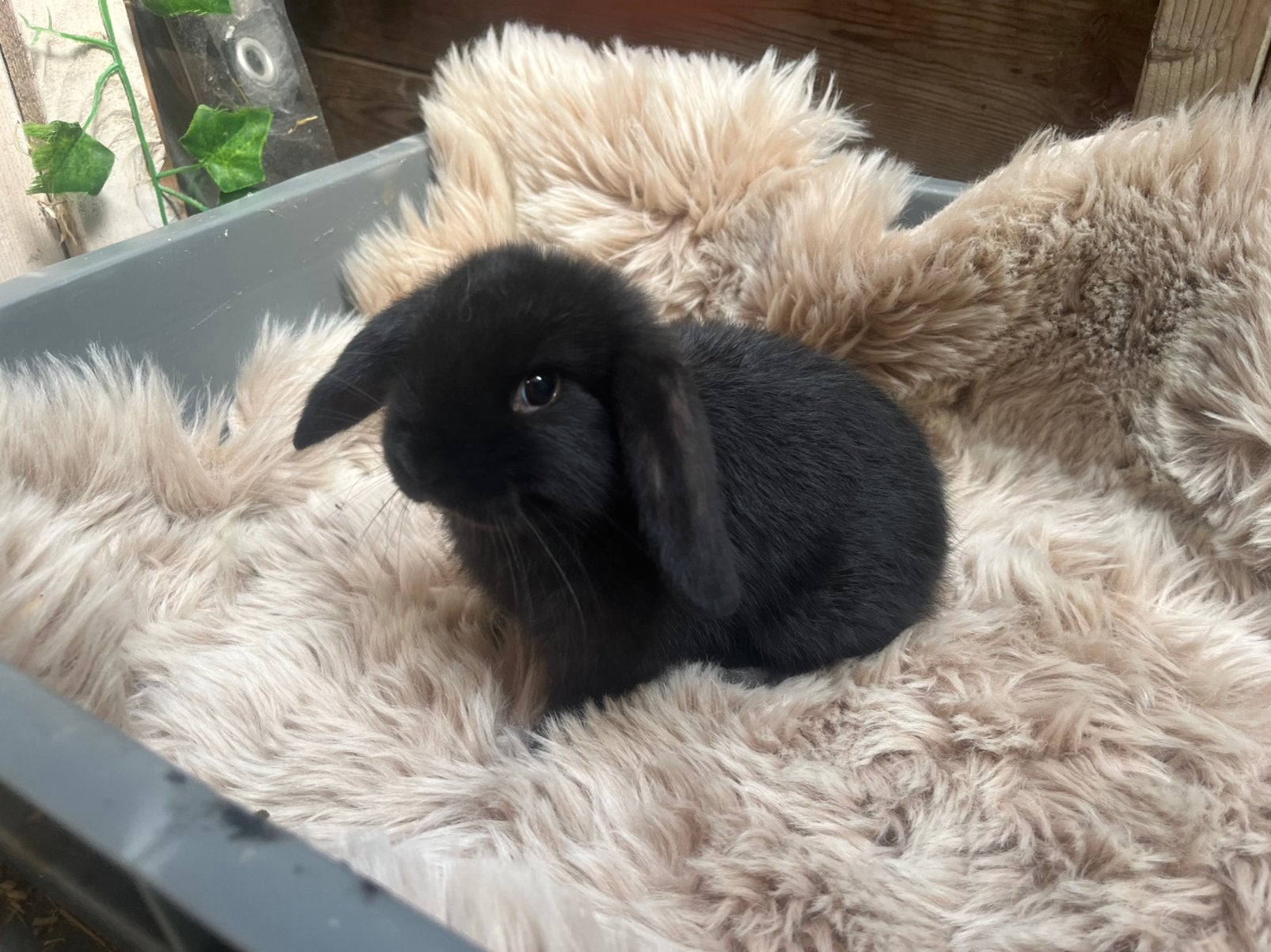 Lieve tamme baby Nederlandse hangoor dwergkonijnen, Meerdere dieren, Dwerg, Hangoor