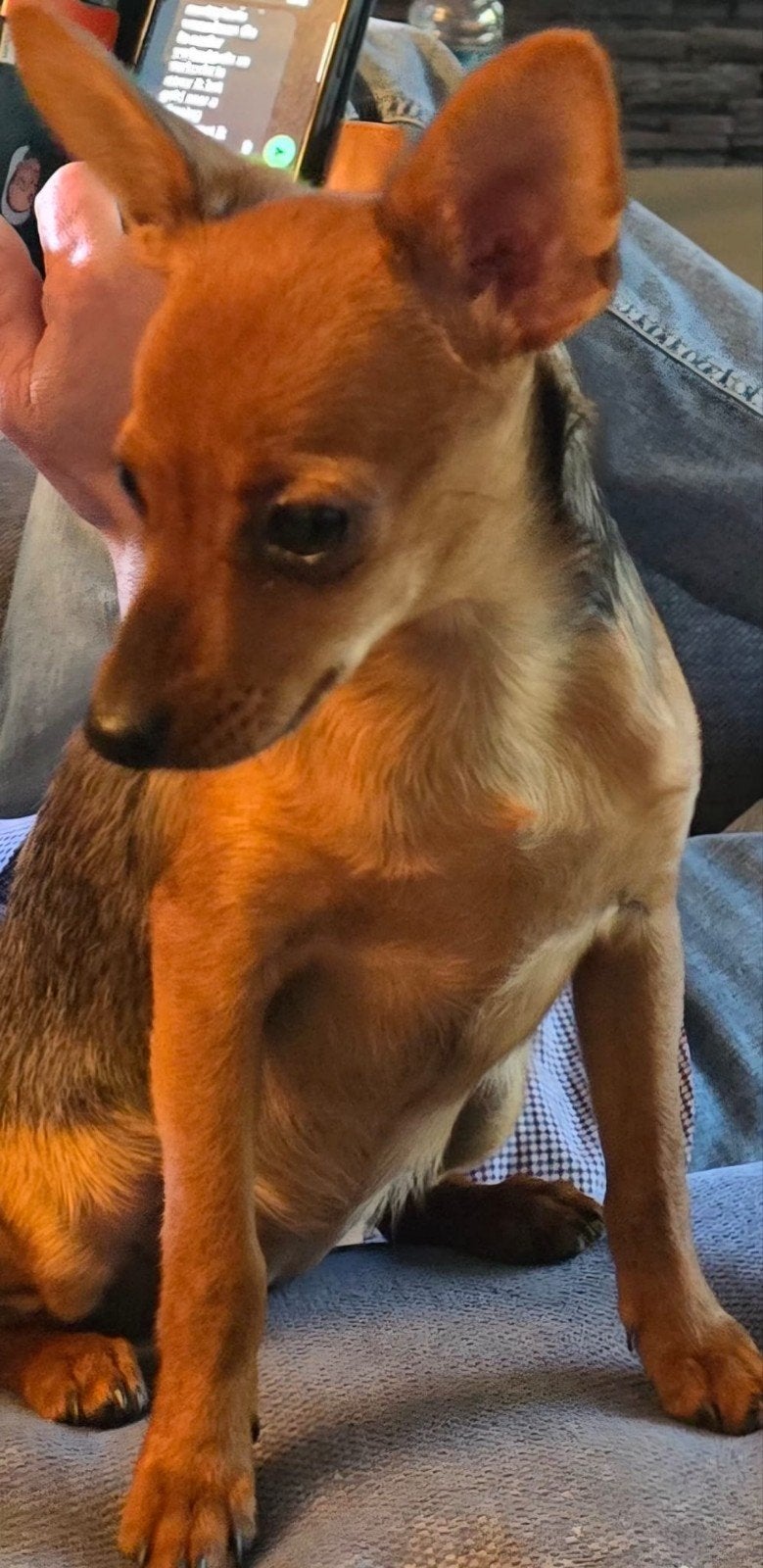 Russische ( Russkiy )  toy puppy, 15 weken tot 1 jaar, Overige rassen, Teef, Eén hond