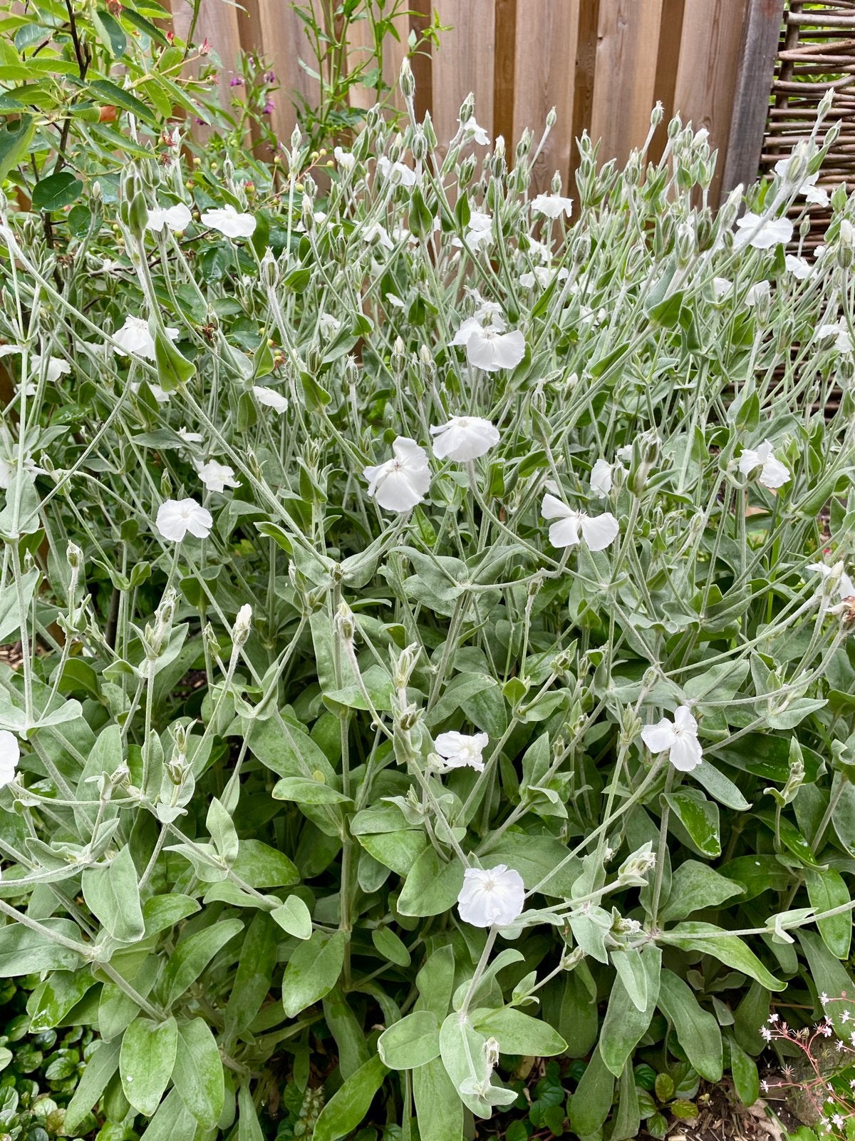 Prikneus wit, Tuin en Terras, Ophalen, Overige soorten, Volle zon