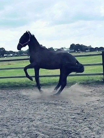 Bloedmooie jonge grote dressuurpaard ruin Extreme U.S, Dieren en Toebehoren, Paarden, Met stamboom, Ruin, Dressuurpaard, 0 tot 2 jaar