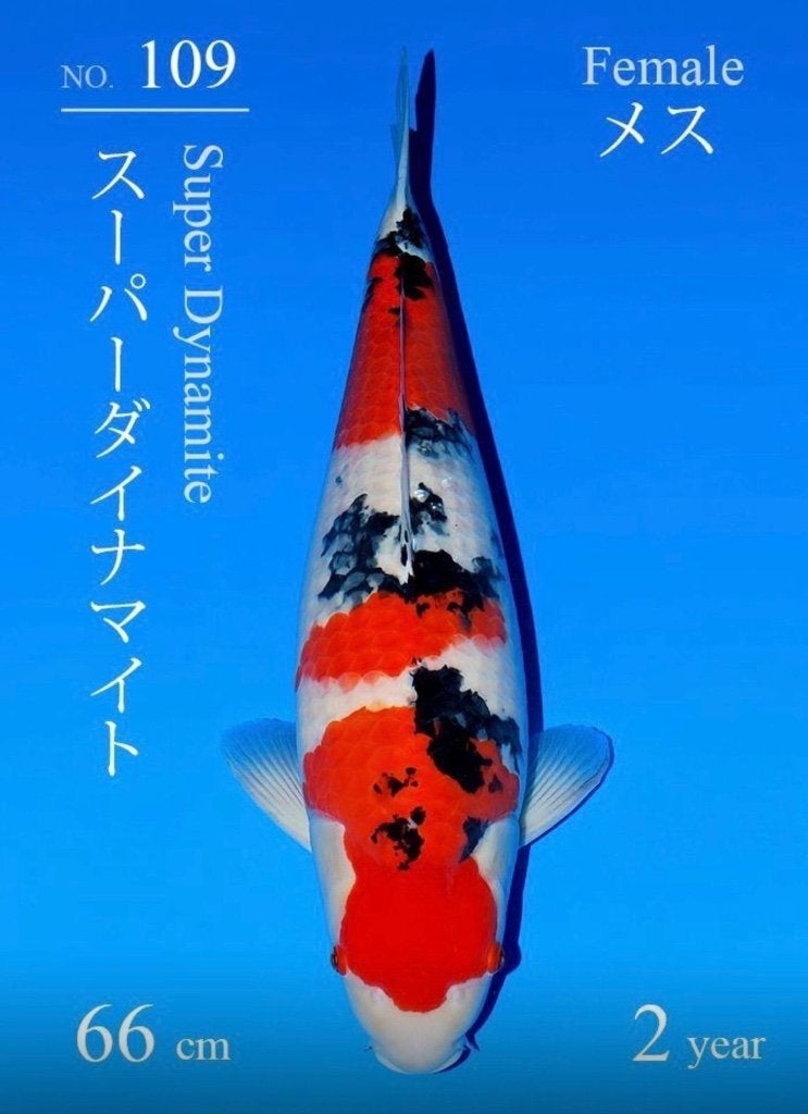 Sakai fish farm Sanke Nisai 66 cm incl azukari koi, Karper of Koi