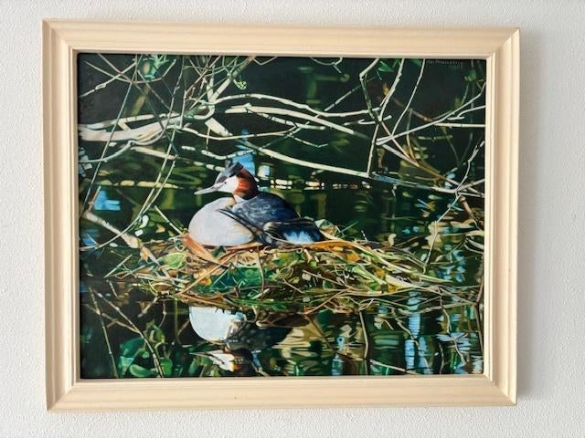 Olieverfschilderij, Fuut, 56 x 46 cm, Ophalen