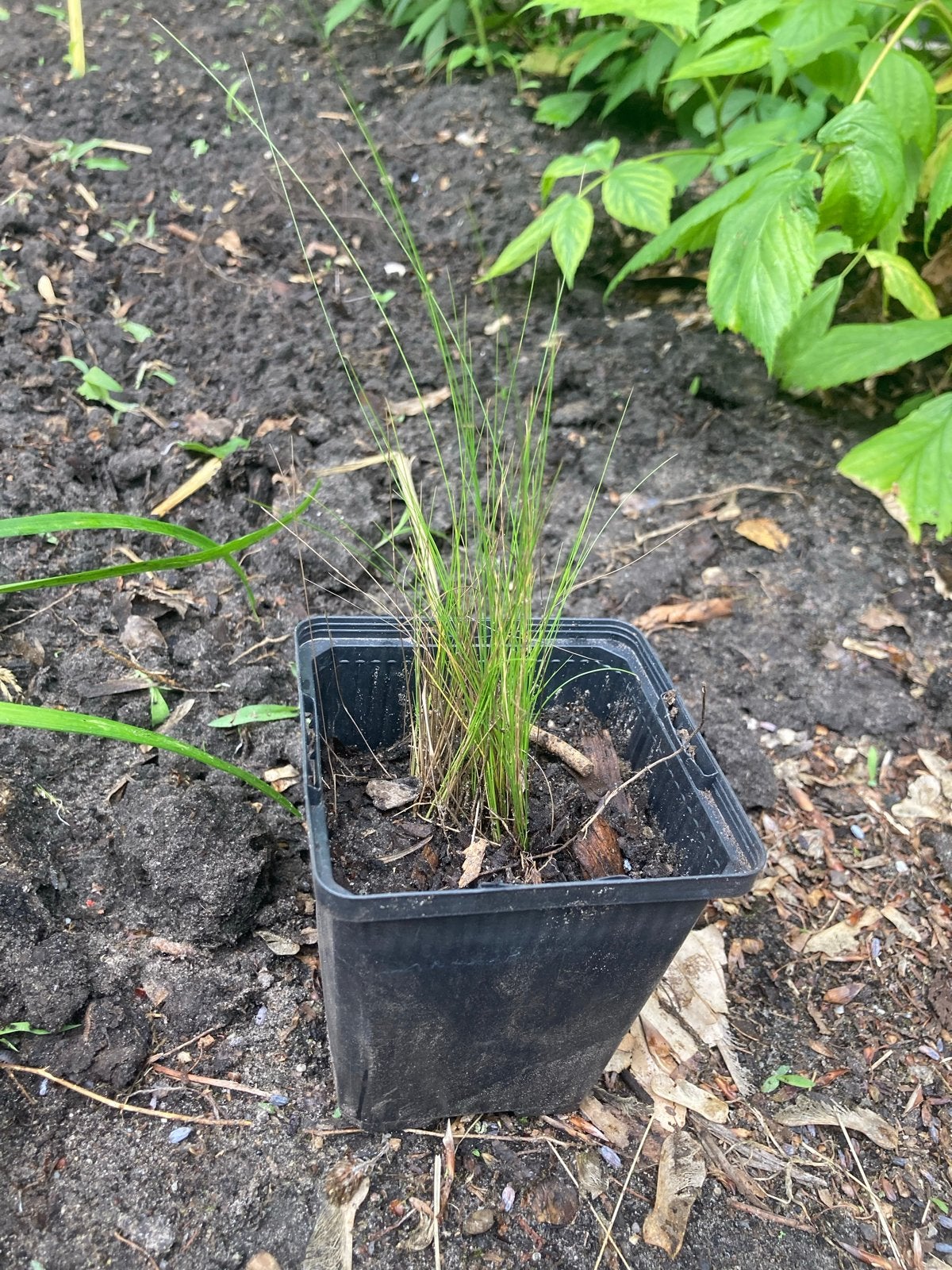 Ponytail planten - Stipa tenuissima, Ophalen, Volle zon, Vaste plant, Siergrassen