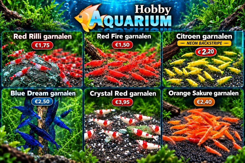 Hobbyaquarium overzicht voorraad garnalen v,a 14 oktober, Kreeft, Krab of Garnaal, Zoetwatervis