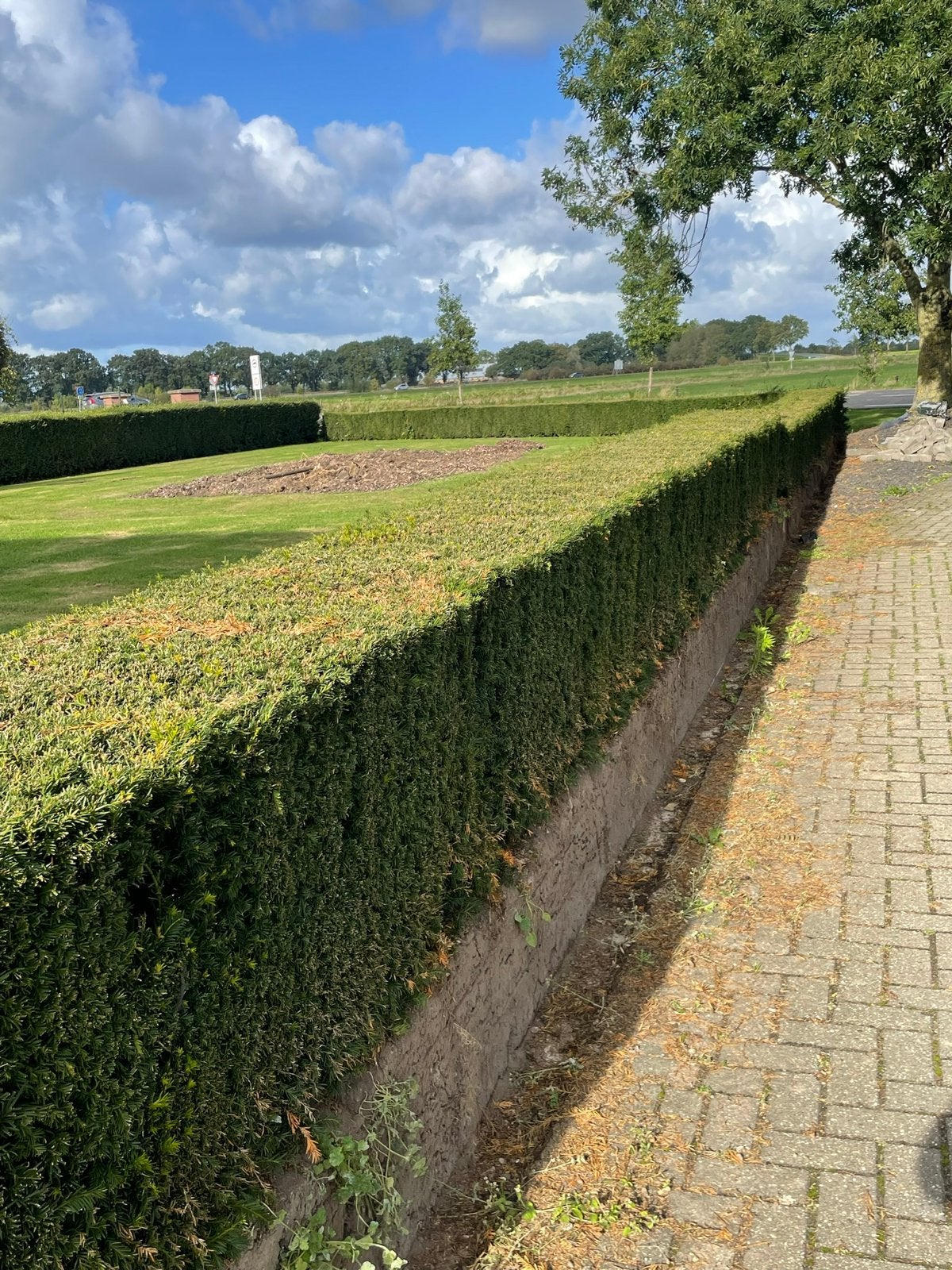 Taxus haag 50m lang, Ophalen, Taxus, Haag, Minder dan 100 cm