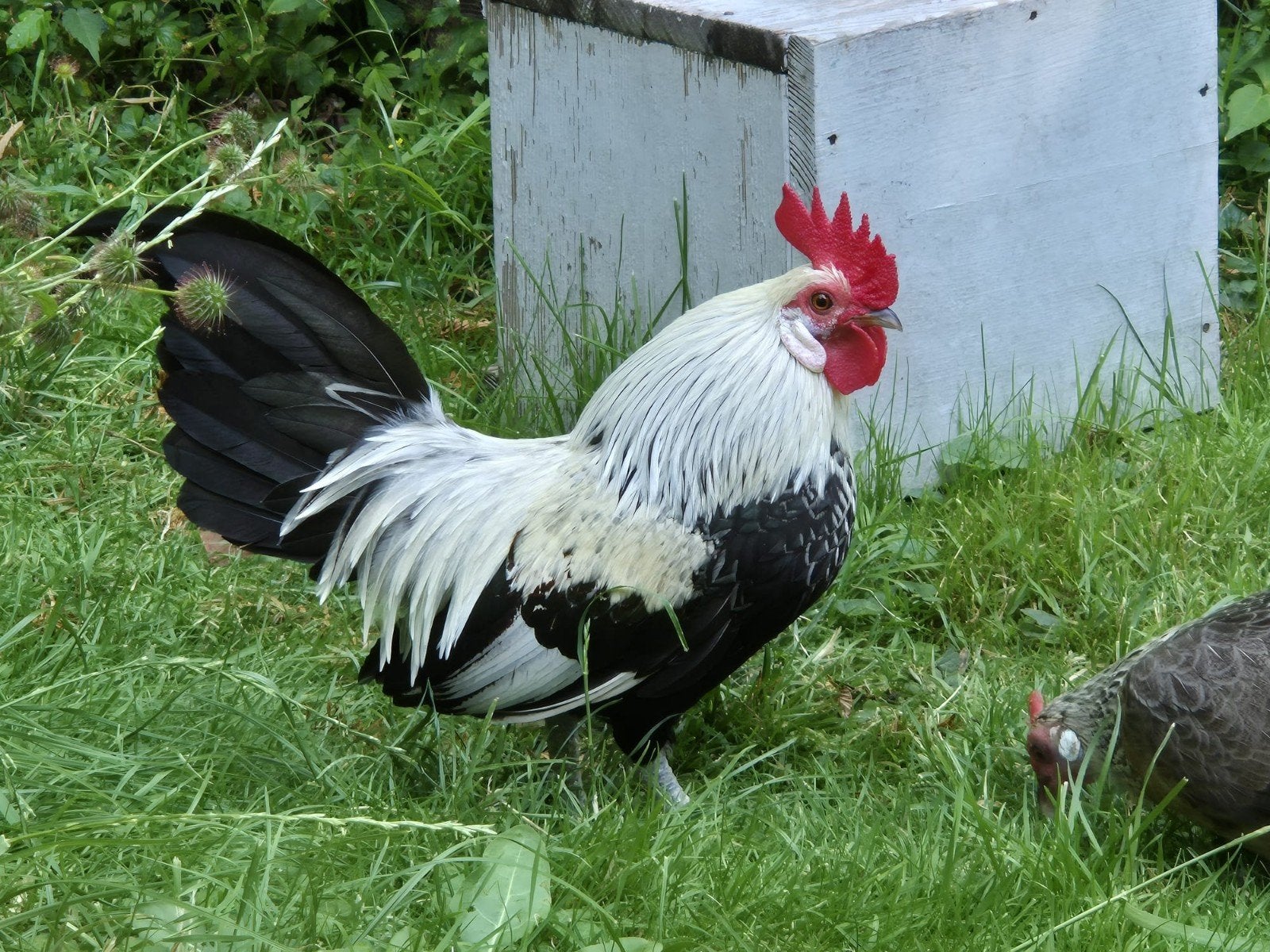 Haan Hollandse kriel met evt hennen Blauw patrijs, Dieren en Toebehoren, Vogels | Overige Vogels, Mannelijk, Tam