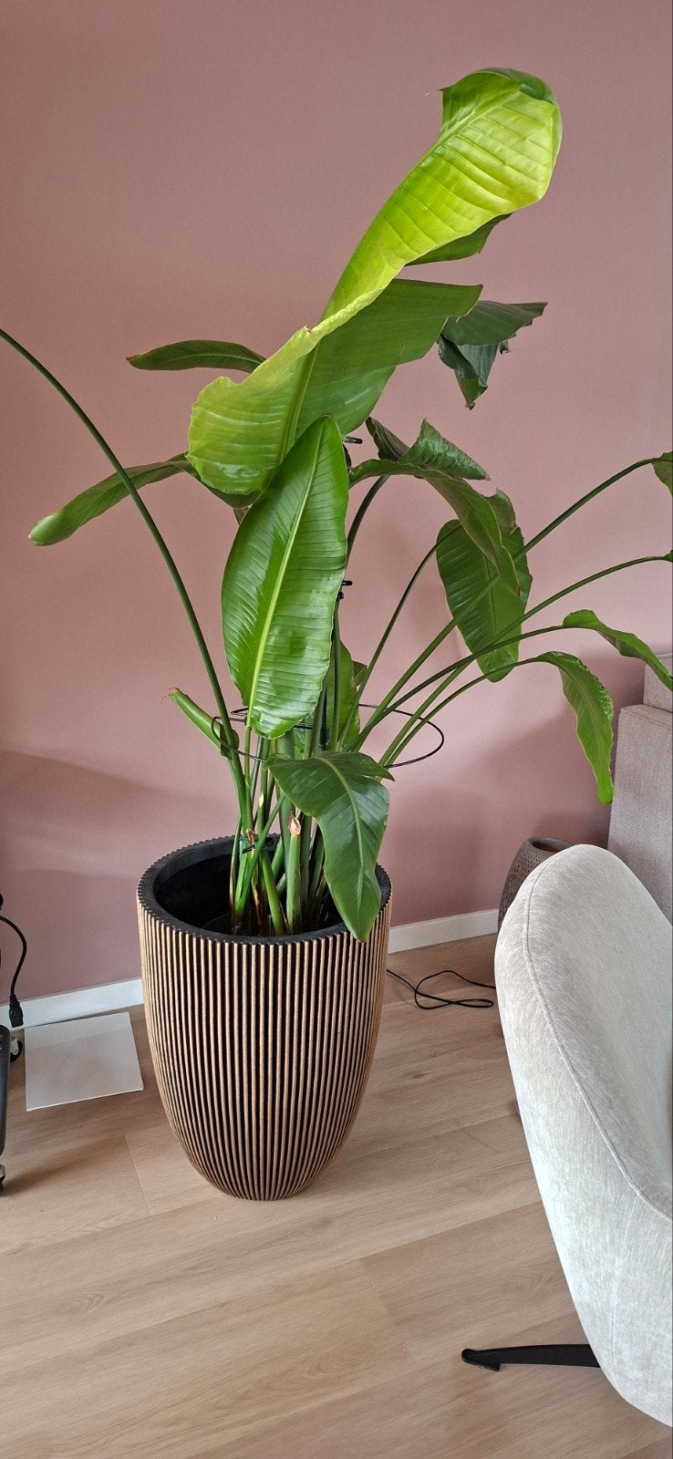 Grote Strelitzia Nicolai (Paradijsvogelplant) met pot, Ophalen, Overige soorten, Halfschaduw, In pot