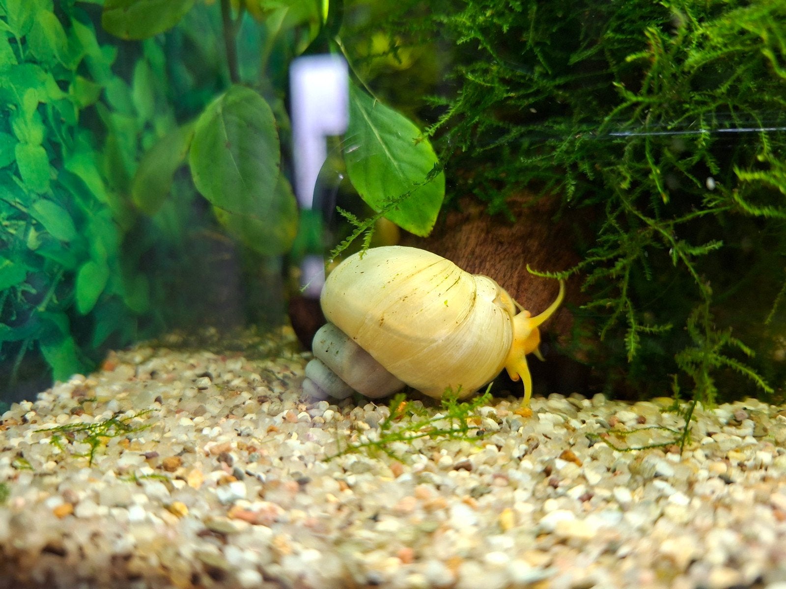 Appelslak, Dieren en Toebehoren, Slak of Weekdier, Zoetwatervis