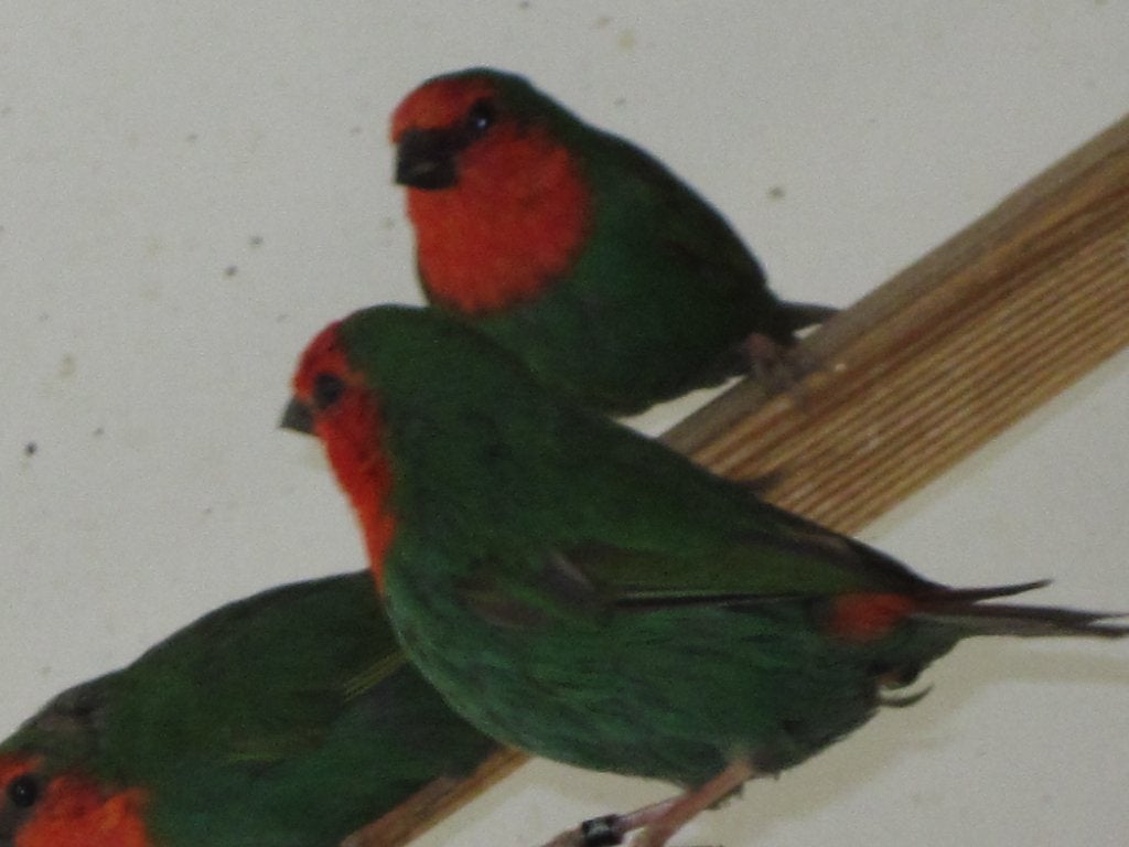 Roodkoppapegaaiamadines, Meerdere dieren, Tropenvogel, Geringd
