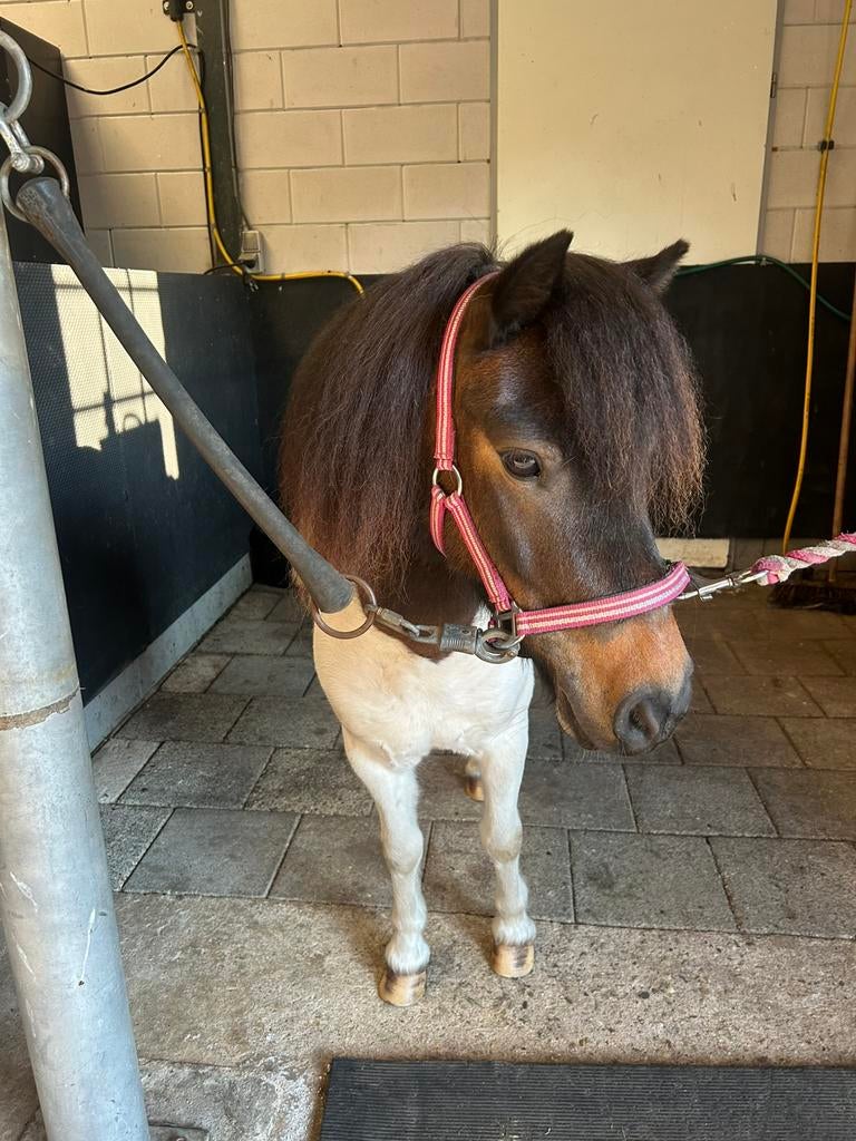 Shetlander Fien, Merrie, A pony (tot 1.17m), 3 tot 6 jaar, Gechipt