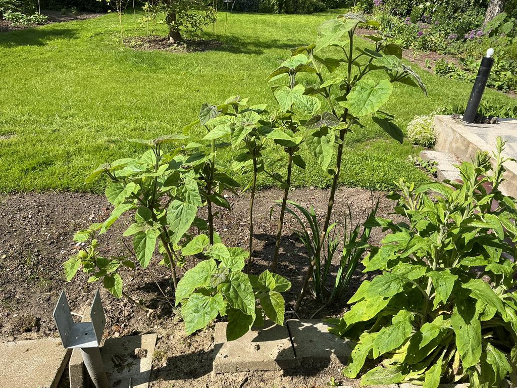 Paulownia Tomentosa, Ophalen, Volle zon, Overige soorten