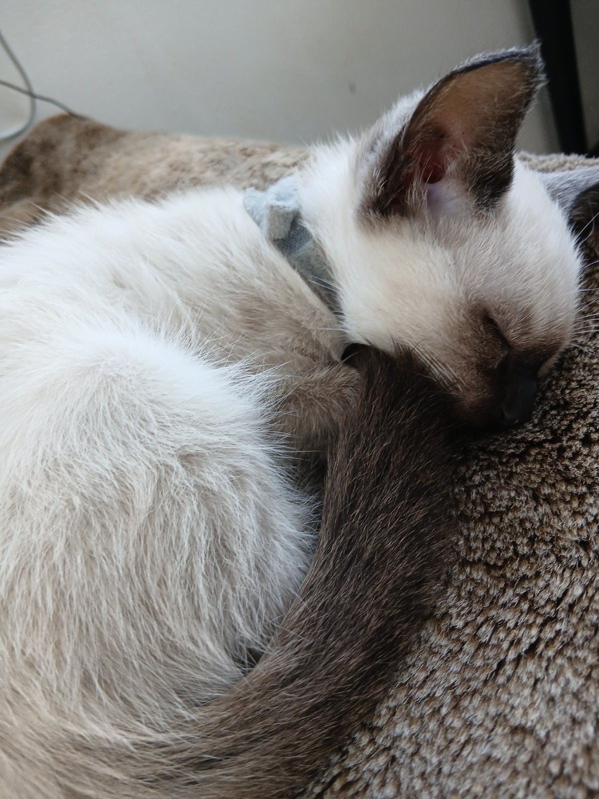 Siamese kittens, Dieren en Toebehoren, Meerdere dieren