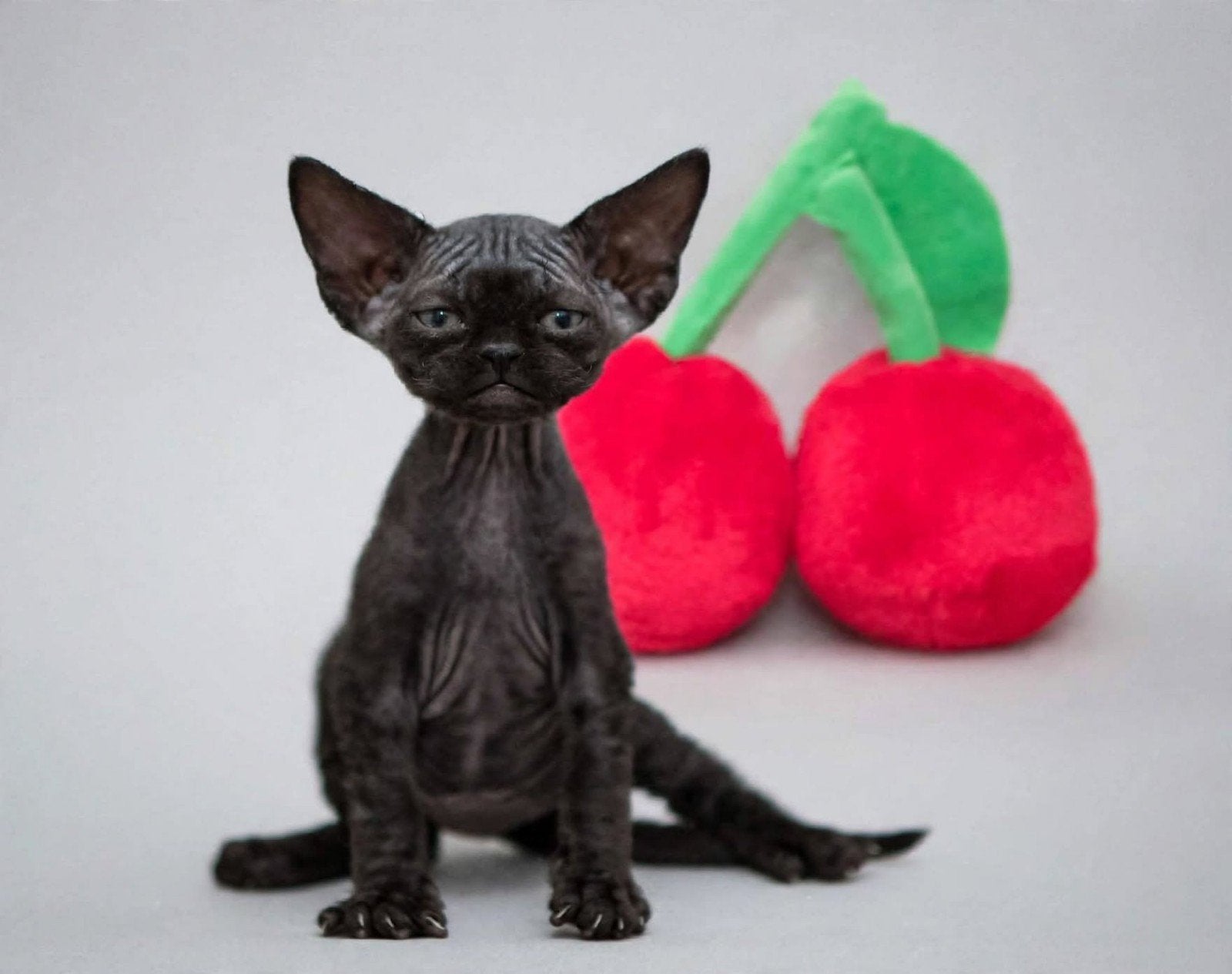 Devon Rex baby's..., Dieren en Toebehoren, Meerdere dieren, Ontwormd, 0 tot 2 jaar