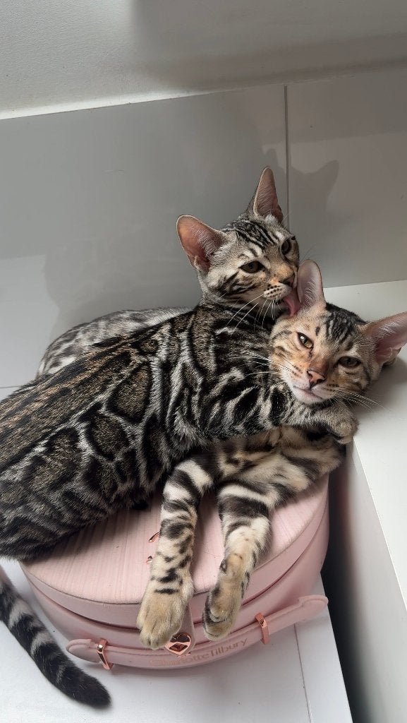 Bengal kittens Silver | stamboom | beschikbaar | geb.05/2026, Meerdere dieren, Met stamboom, 0 tot 2 jaar