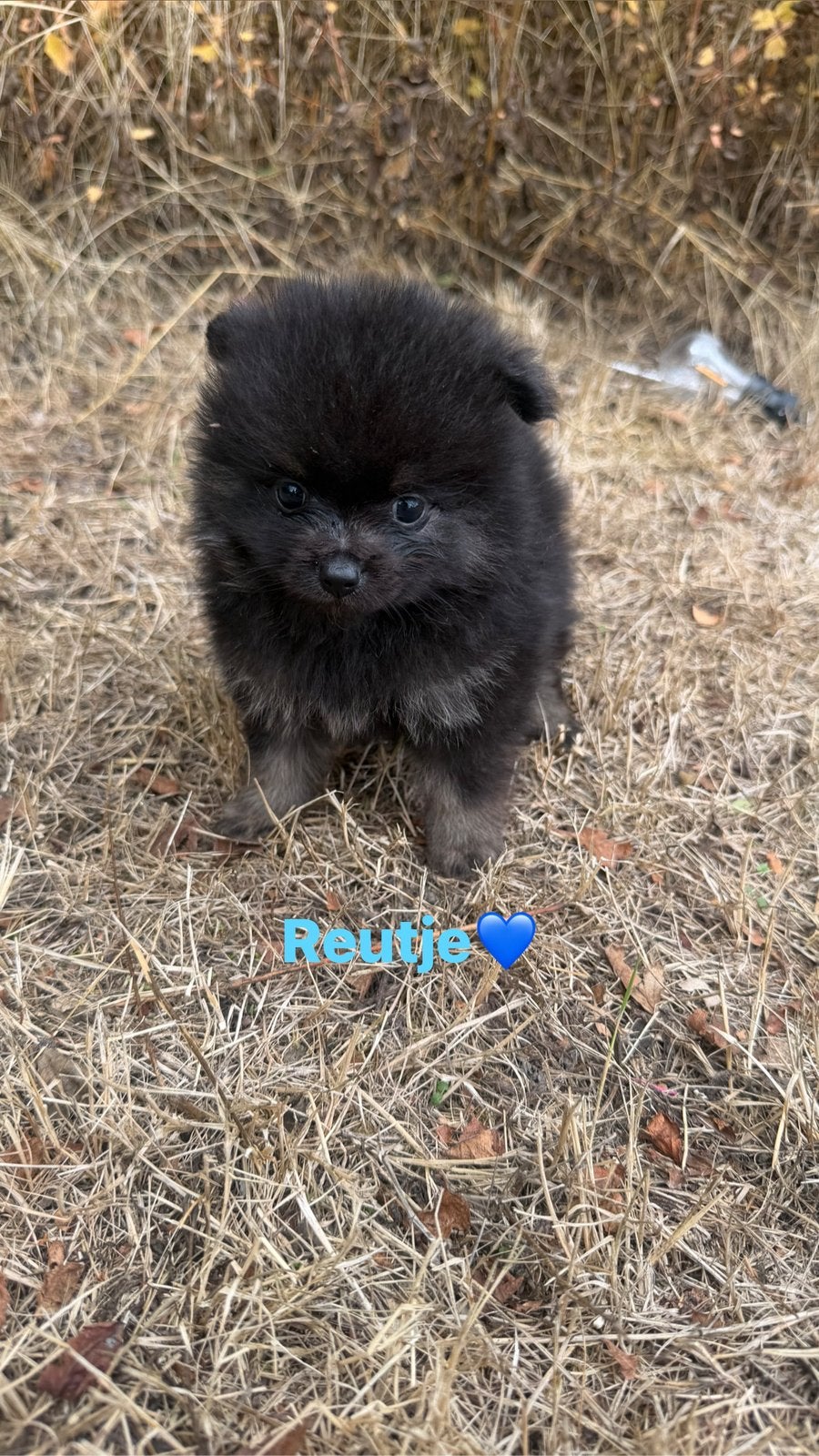 Pomeriaan pups, Dieren en Toebehoren, Honden | Chihuahua's en Gezelschapshonden, 8 tot 15 weken, Meerdere dieren, Eén hond, Chihuahua