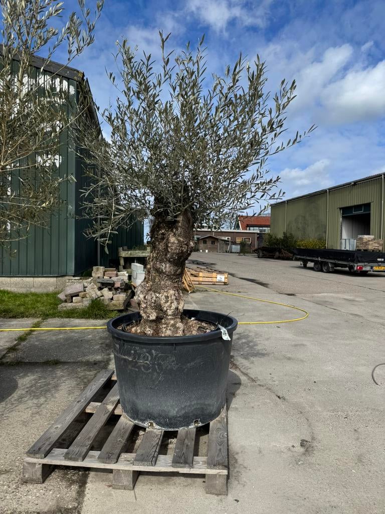 Olijfboom Olea europea Bonsai, Volle zon, Ophalen of Verzenden, 100 tot 250 cm, Olijfboom