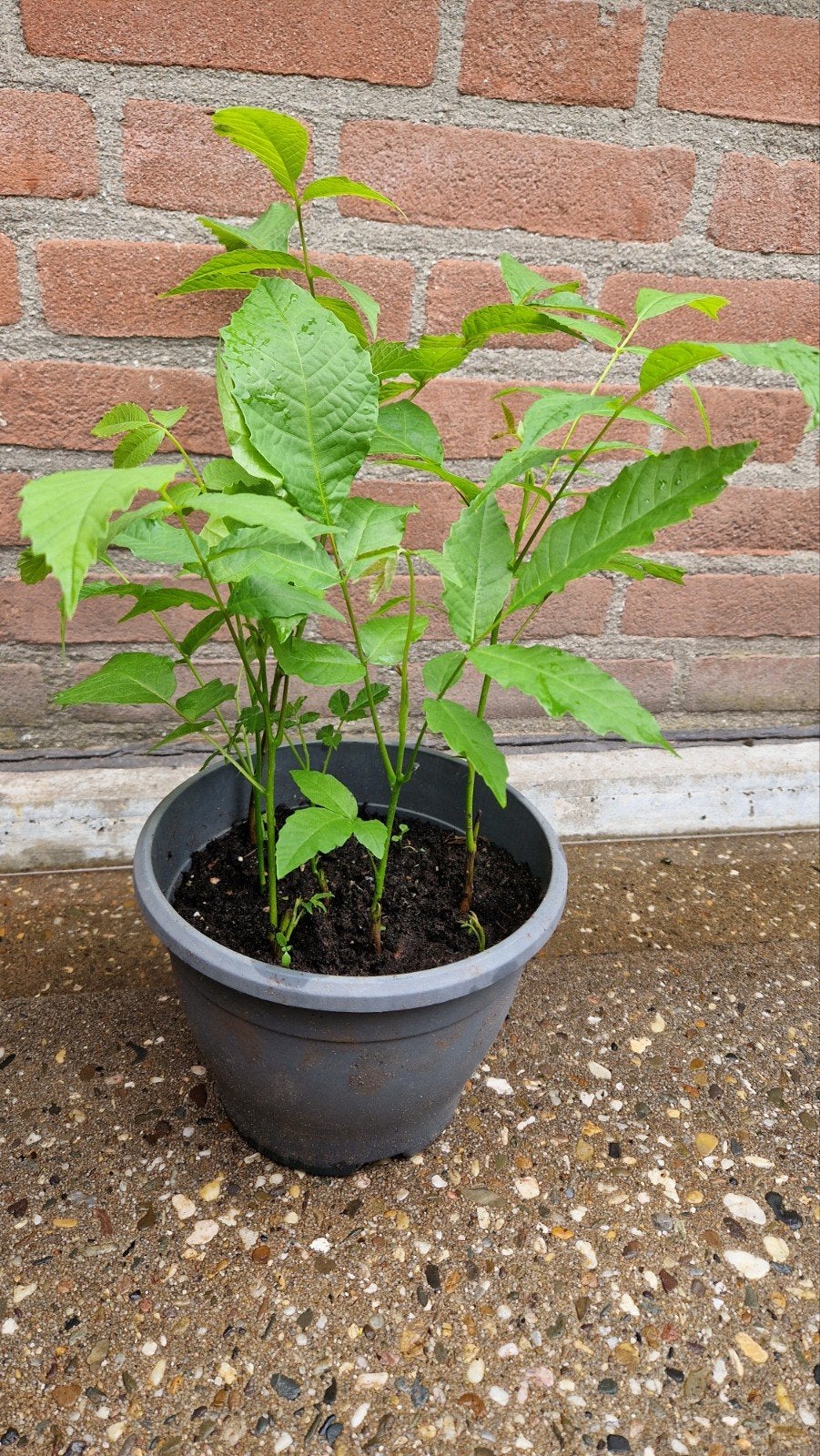 Stekjes notenboom, Tuin en Terras, Planten | Tuinplanten, Ophalen of Verzenden, Overige soorten, Volle zon