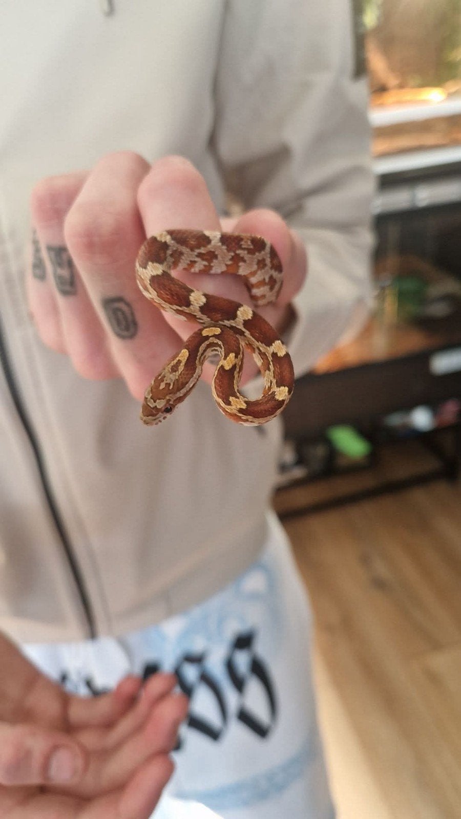 Rode rattenslang, Slang, 0 tot 2 jaar