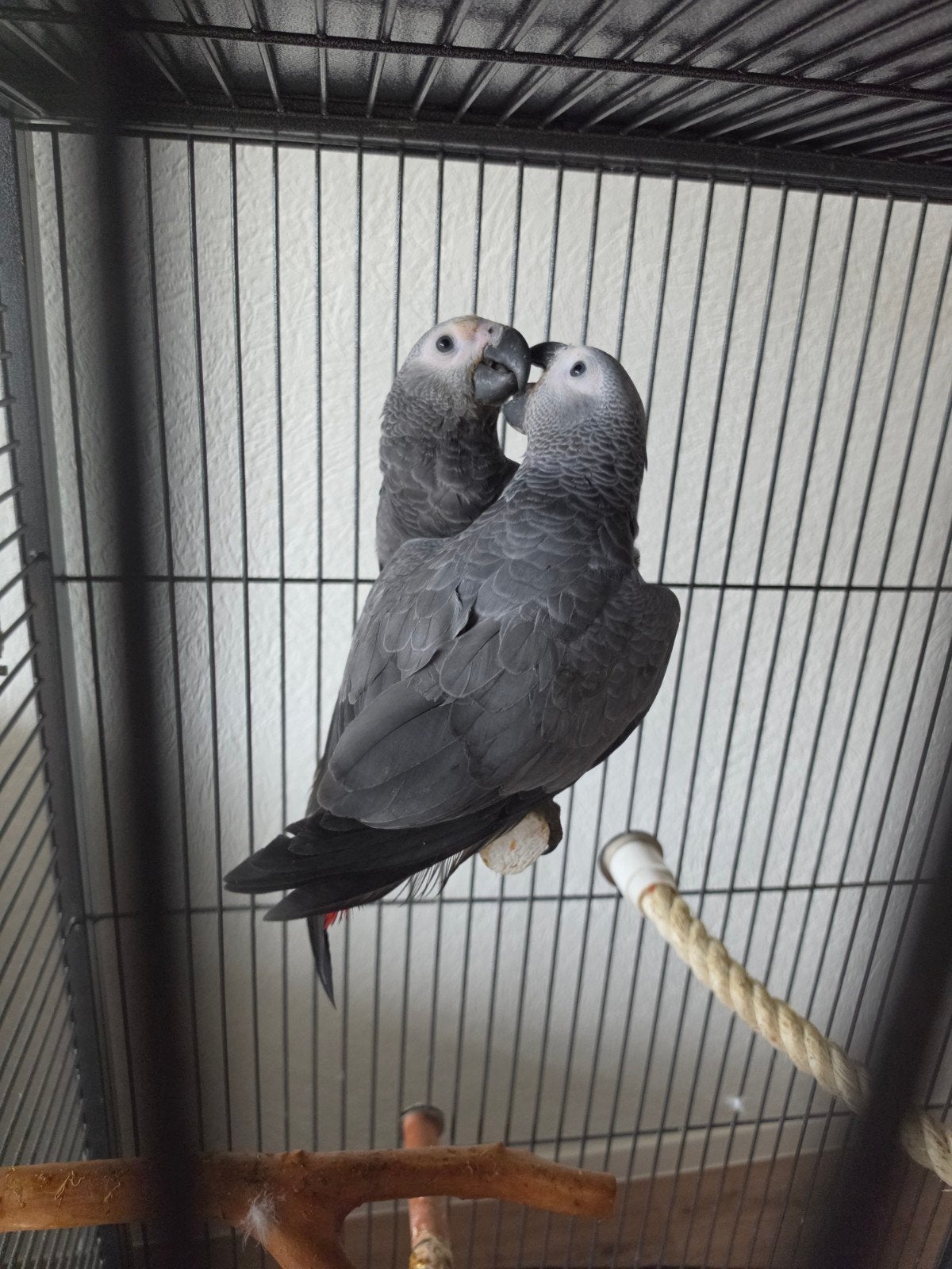 Handtamme Grijze Roodstaarten – Man & Vrouw – CITES Aanwezig, Dieren en Toebehoren, Meerdere dieren, Papegaai, Geringd