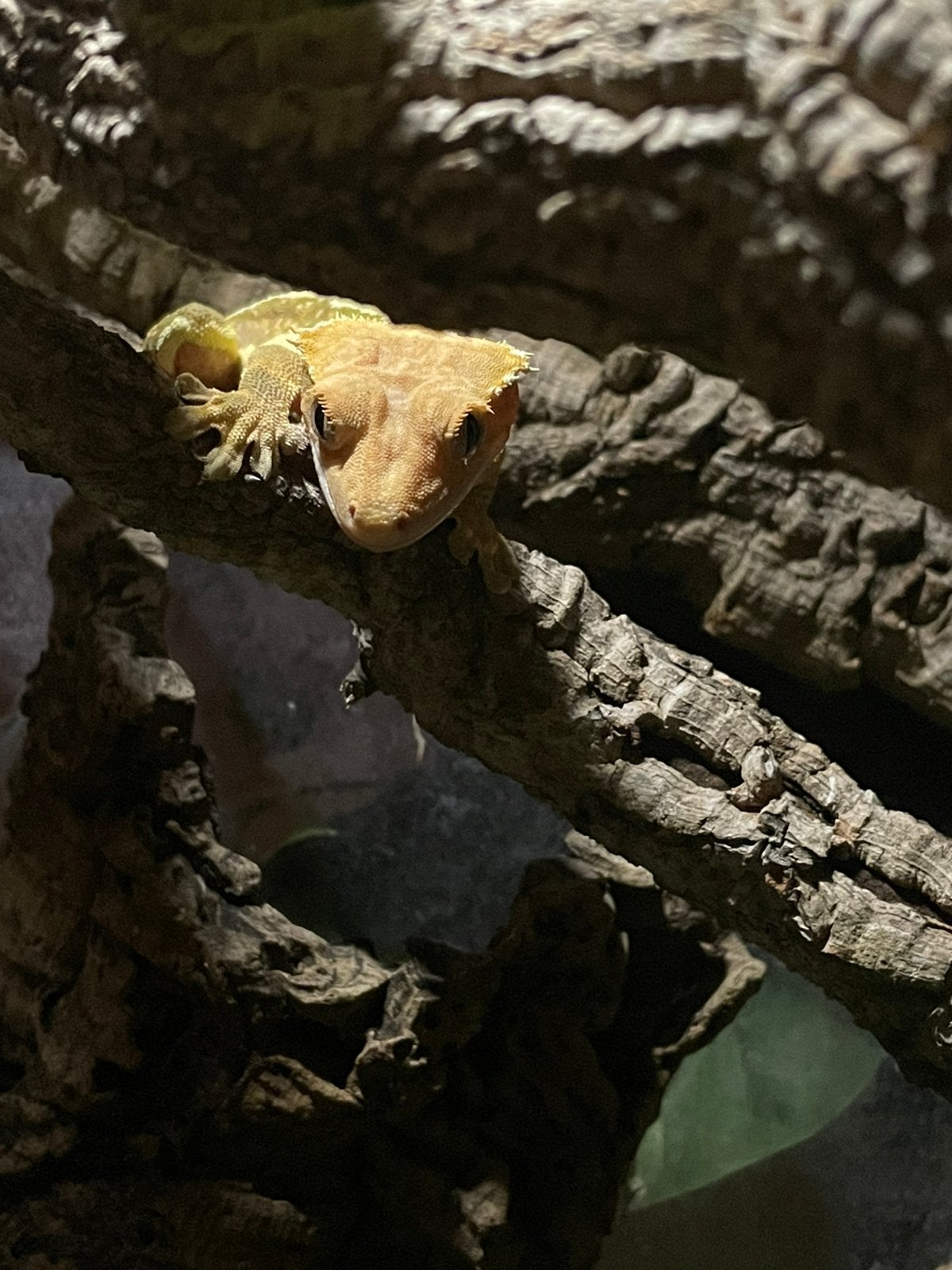 Wimpergekko, Overige soorten, 3 tot 6 jaar