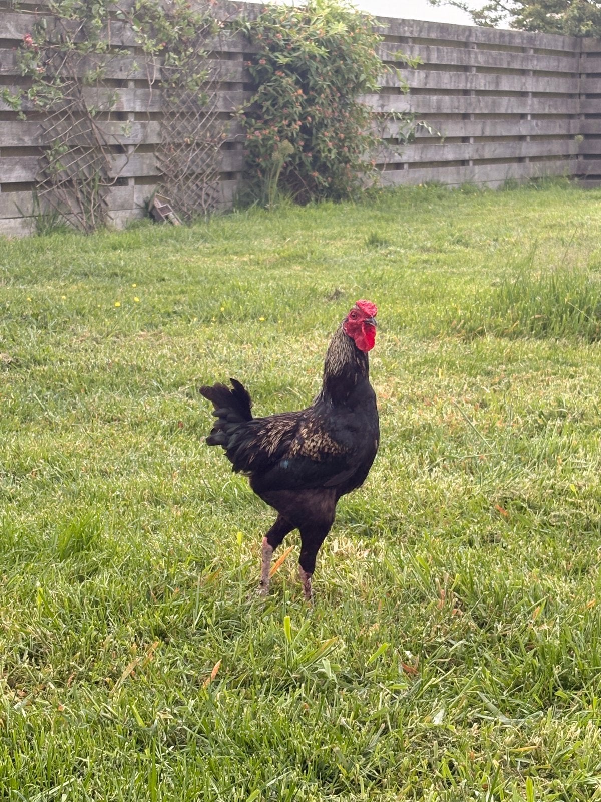 Jonge haan zoekt nieuw huis (met alleen hennen), Dieren en Toebehoren, Mannelijk, Kip